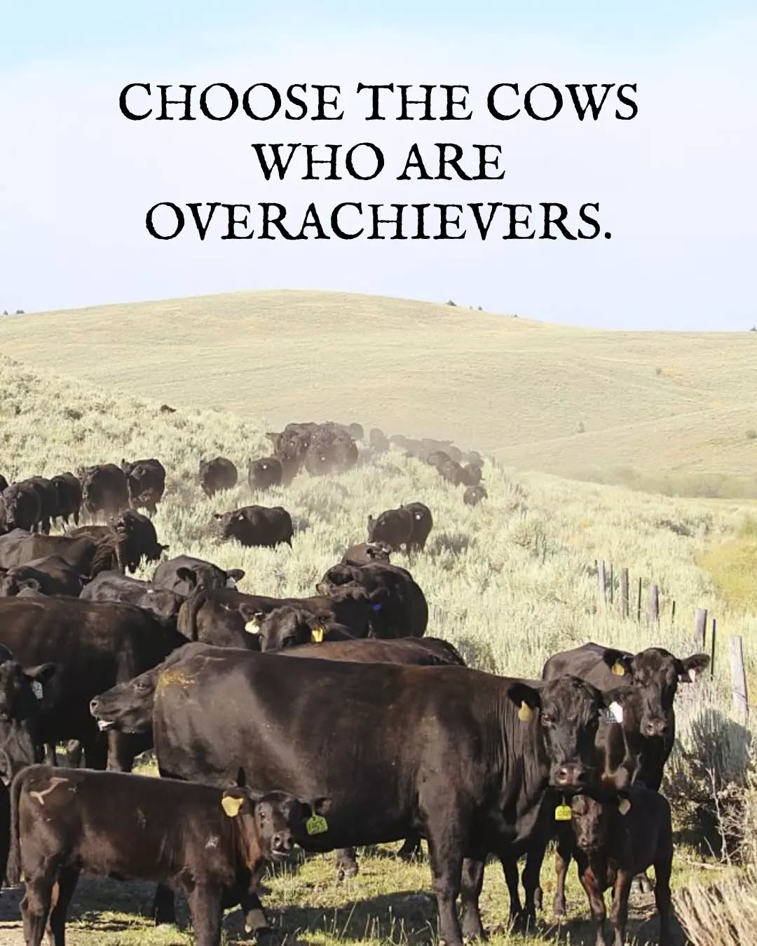 Better beef starts with better choices. Thatās why Liberty Cattle sources from ranchers who prioritize genetics, care, and qualityābecause overachievers in the pasture mean exceptional flavor on your plate.
Choose wisely.
Order online and taste the difference.
--
--
#BetterBeef #MontanaBeef #BeefDelivered #FarmToDoor #GrillBetter #LibertyCattle #LibertyCattlemt