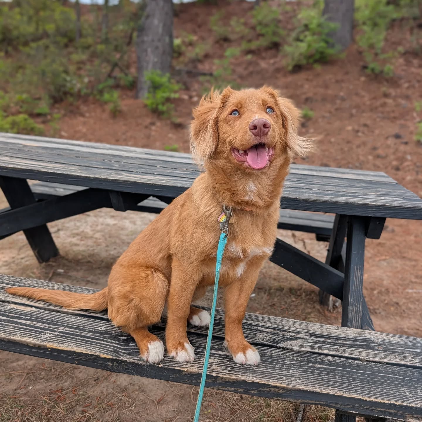 Out running errands today, getting some manners practice and socialization in too!