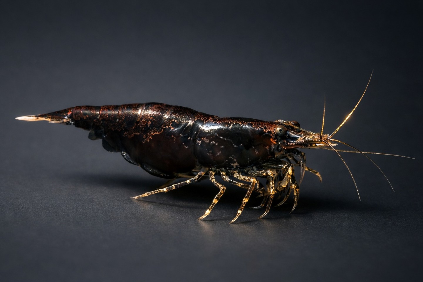Crevette chocolat — NEOCARIDINA DAVIDI CHOCOLATE : élégance discrète pour votre aquarium planté. Facile à maintenir et parfaite pour un décor naturel. Stock limité : 4 pièces. Link in Bio
#CrevetteChocolat #AquariumPlantes #Aquascaping #NEOCARIDINA #AquariumLife #TheSeaFarm