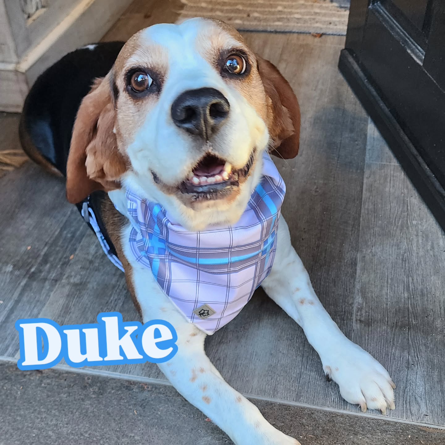 Just had a visit from Duke the beagle and his mum as his previous harness was breaking (not our brand) and she chose the Hendricks Tartan Harness Range for him - isn't he handsome!
He now has the complete matching set and ready to continue his adventures both walking and travelling in the car - I remembered to get a snap in his over the collar bandana before they left!
With our machine washable, fully adjustable at both the chest and neck points and lined with breathable mesh harnesses, Duke fit size Large Harness with a medium collar, large bandana and leash. If you have a pup that needs larger Harness to collar (or vice versa) sizing we can mix and match sizing within your set to fit best, just let us know.
Dont be afraid of lighter prints either ✨️ they pop in the wash and come up like new 👍🏼 all our ranges are machine washable, easy to clean and maintain and car safety tested.
Love the "Hendricks Tartan" design? Exclusive to Hendricks and Maple 🍁 available online in sizes XS-L with matching accessories - collar, adjustable classic style harness, over the collar bandana, disposable poop bag holder, leash and adjustable car restraint.
GIVE YOUR BOW OR MEOW SOME WOW WWW.HENDRICKSANDMAPLE.COM
#beagle #dogharness #dogaccessories #dogbandana #dogcollar