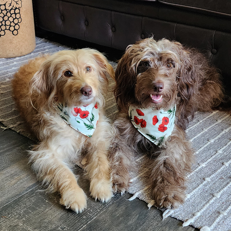 🌺 Some things are very limited. This is one of them.
The POPPY HAZE Bandana is handmade right here in the Blue Mountains — and when they're gone, they're gone. We don't know if we will restock or see this fabric again. No next season. Just this batch, right now.
Red poppies. Five sizes XXS to L.
Red poppies. Five sizes XXS to L. Perfect for an ANZAC Day dawn walk, a remembrance garden, or honestly just the dog park on a Tuesday — because red poppies are beautiful any day of the year.
And if your dog's name happens to be Poppy? Well. This was made for you. 🌺
Grab yours while they're still here. 🌿
📍 www.hendricksandmaple.com
#hendricksandmaple #dogbandana #limitededition #handmadeaustralia #giveyourbowsomewow