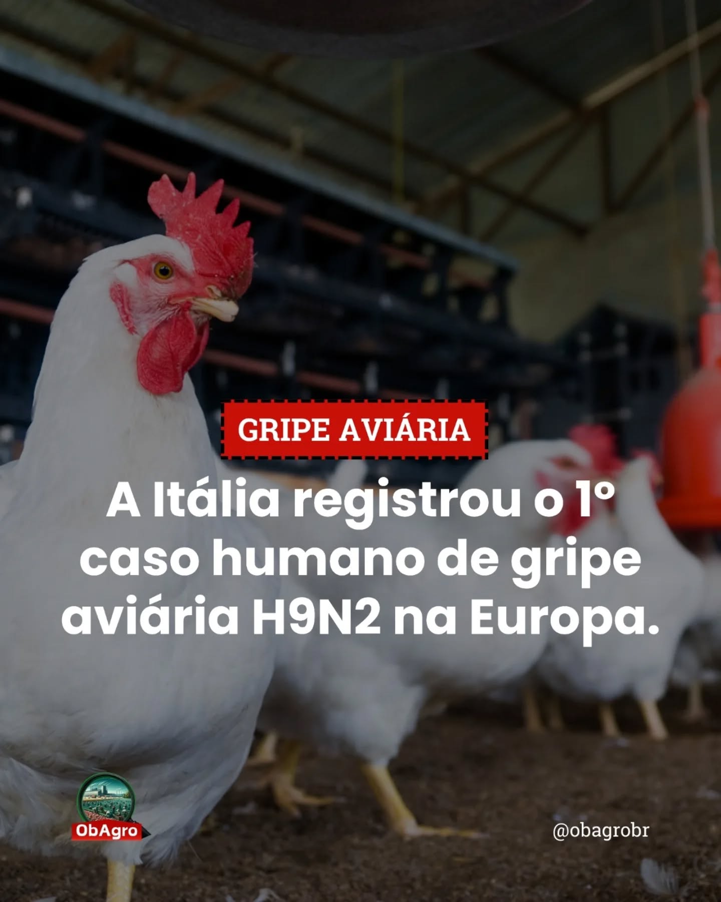 O primeiro caso humano de gripe aviária H9N2 na Europa foi registrado na Itália. Segundo especialistas, o risco para a população é baixo e não há indicação de transmissão sustentada entre pessoas. Mas o caso traz um alerta importante.
Os vírus da gripe aviária circulam constantemente entre aves e, em situações específicas — principalmente em ambientes com contato direto — podem atingir humanos.
E isso nos leva a uma questão maior: como os sistemas de produção influenciam esse risco? Modelos com alta concentração de animais favorecem a circulação viral.
Quanto mais o vírus circula, maior a chance de adaptação, mutação e eventual transmissão.
👉 No perfil do ObAgro você encontra mais conteúdos sobre saúde do trabalhador no agronegócio.
📤 Compartilhe com quem precisa ver isso.
📚 Fontes: O GLOBO. Primeiro caso humano de gripe aviária H9N2 da Europa é relatado na Itália. Disponível em: oglobo.globo.com BRASIL. Ministério da Saúde. Influenza Aviária: informações gerais.
Disponível em: gov.br/saude AGÊNCIA BRASIL. Gripe aviária: tire suas dúvidas sobre a doença. Disponível em: agenciabrasil.ebc.com.br