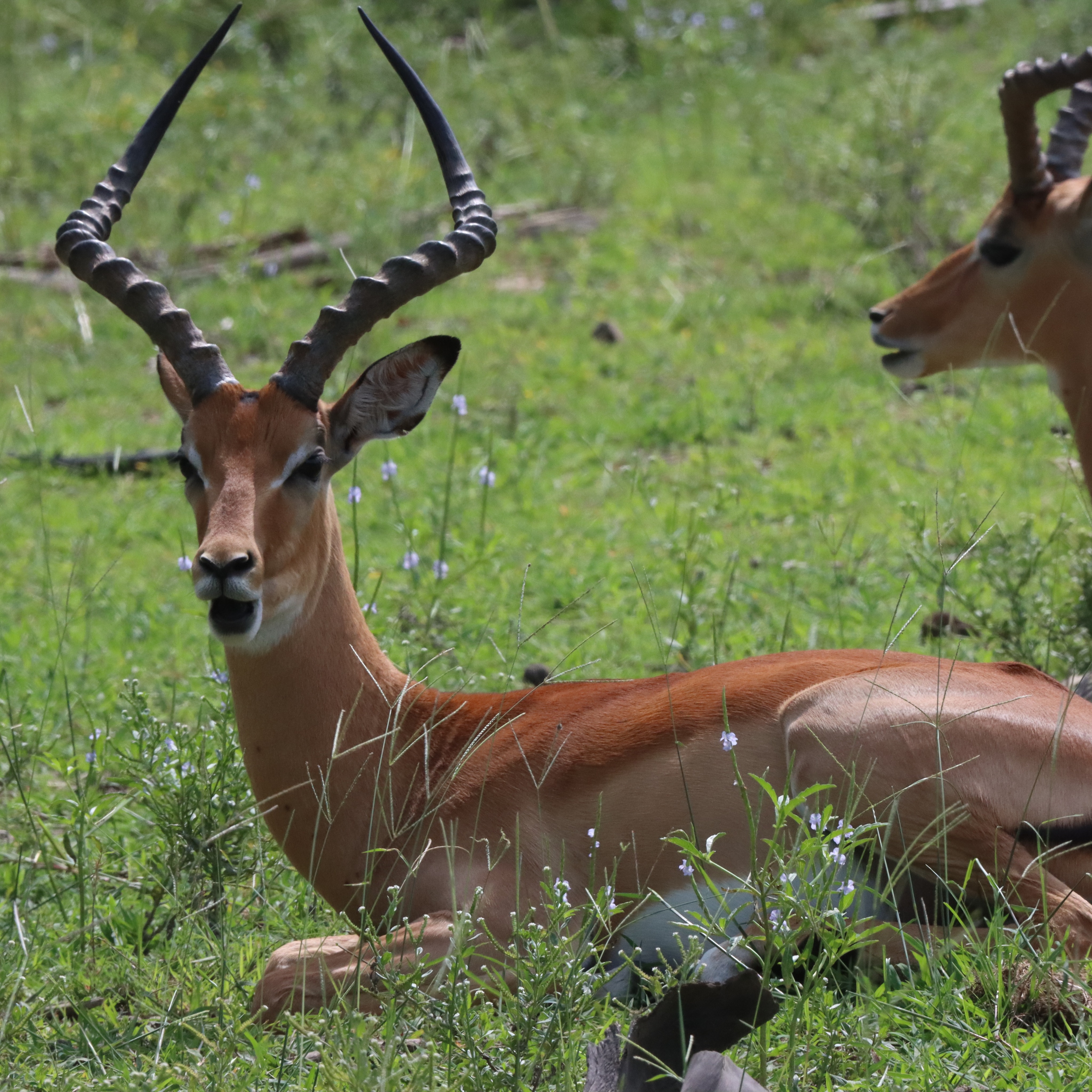 Graceful, fast, and always alert — the impala is one of Africa’s most iconic antelopes 🦌✨
Known for their incredible leaps of up to 10 meters, impalas are a true symbol of elegance in the wild. Whether grazing peacefully or escaping predators with breathtaking speed, every sighting is a reminder of nature’s beauty and balance.
On safari, keep your eyes open — where there’s an impala, the wild is alive all around you. 🌿🐾
📍Experience the magic of the African wilderness with WanyamaPori Safari.
#WanyamaPoriSafari #Impala #AfricanWildlife #SafariAdventure #IntoTheWild #NatureLovers #WildlifePhotography #ExploreAfrica #SafariLife #africansafari