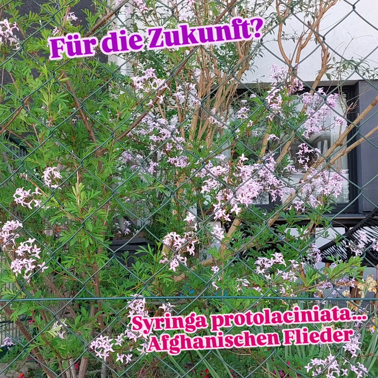 Wow 🥰.. gestern in einem kleinen Garten entdeckt!
Dieser Flieder könnte sich in Zukunft bei uns halten. (Ost-Österreich)
Im Weinviertel lässt der Gewöhnliche Flieder bereits alles hängen... aufgrund der anhaltenden Trockenheit. Und das nicht das erste Mal.
Mit dem Klimawandel sehe ich in unserer Region kaum.Zukunft für diesen Gartenstrauch.
🌸 Den Afganischen Flieder hab ich schon länger im Blick.
Eine lokale Baumschule hat ihn bereits ins Sortiment aufgenommen.
Er ist im Wuchs zaghafter, kleiner und wird etwas brauchen.
Mal sehen...
🤎 Ich mag die feinen Blätter!
Und was sagst du dazu?
#zukunftspflanzen #grüneswien #verenas_pflanzentanz #fliederblüten #gartenstrauch