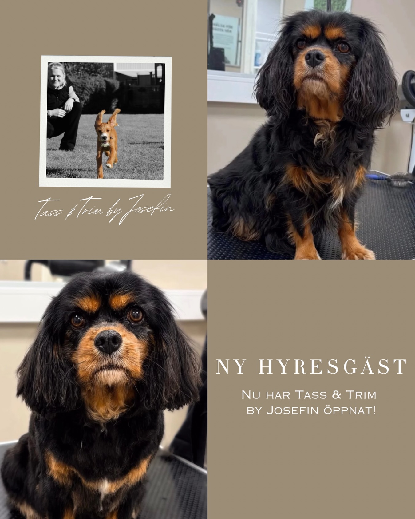 Nu har Tass och Trim by Josefin öppnat hos oss på Villa Ed! Ni hittar salongen en trappa ner i villan 🐾
Varmt välkomna att boka tid för era fyrbenta vänner hos fantastiska Josefin 🐶🐕🦴
Vi på Villa Ed
Inredningsbutik @villaedinredning
Klädbutik @villaed_by_glozzy
Café & Bistro @cafevillaed
Frisörer @villaed.frisorerna
Injektionsbehandlare @beautylin.se
Kroppsvård & Massage @lindaholtzkroppsvard
Inemotion Psykologi @inemotionpsykologi
Keramik @lerkallan
Skulpturskogen Villa Ed