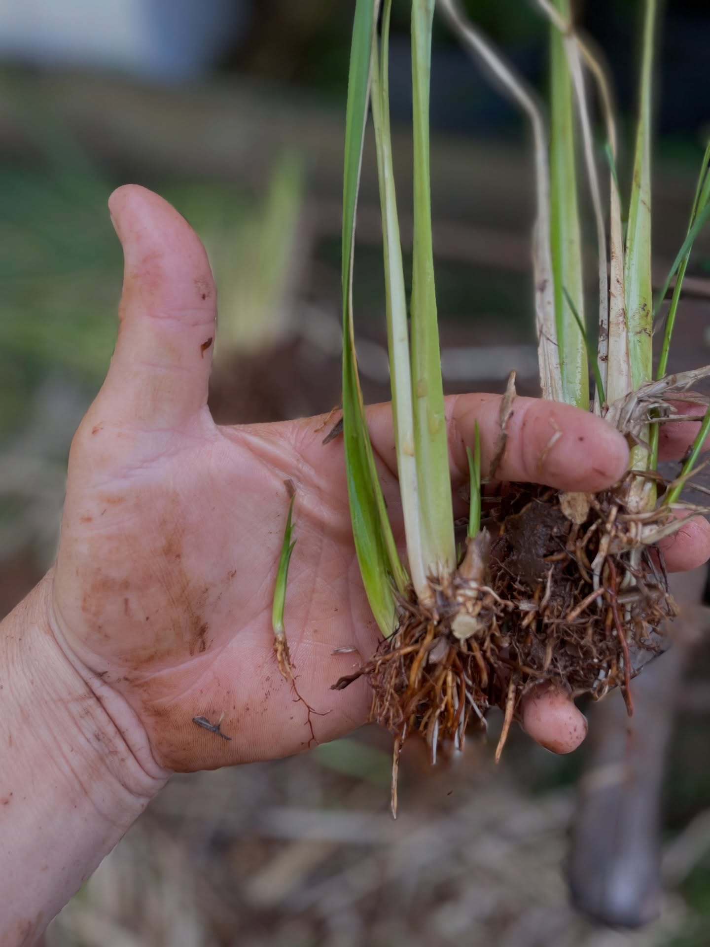 Tiny Vetiver… Coming through!!!