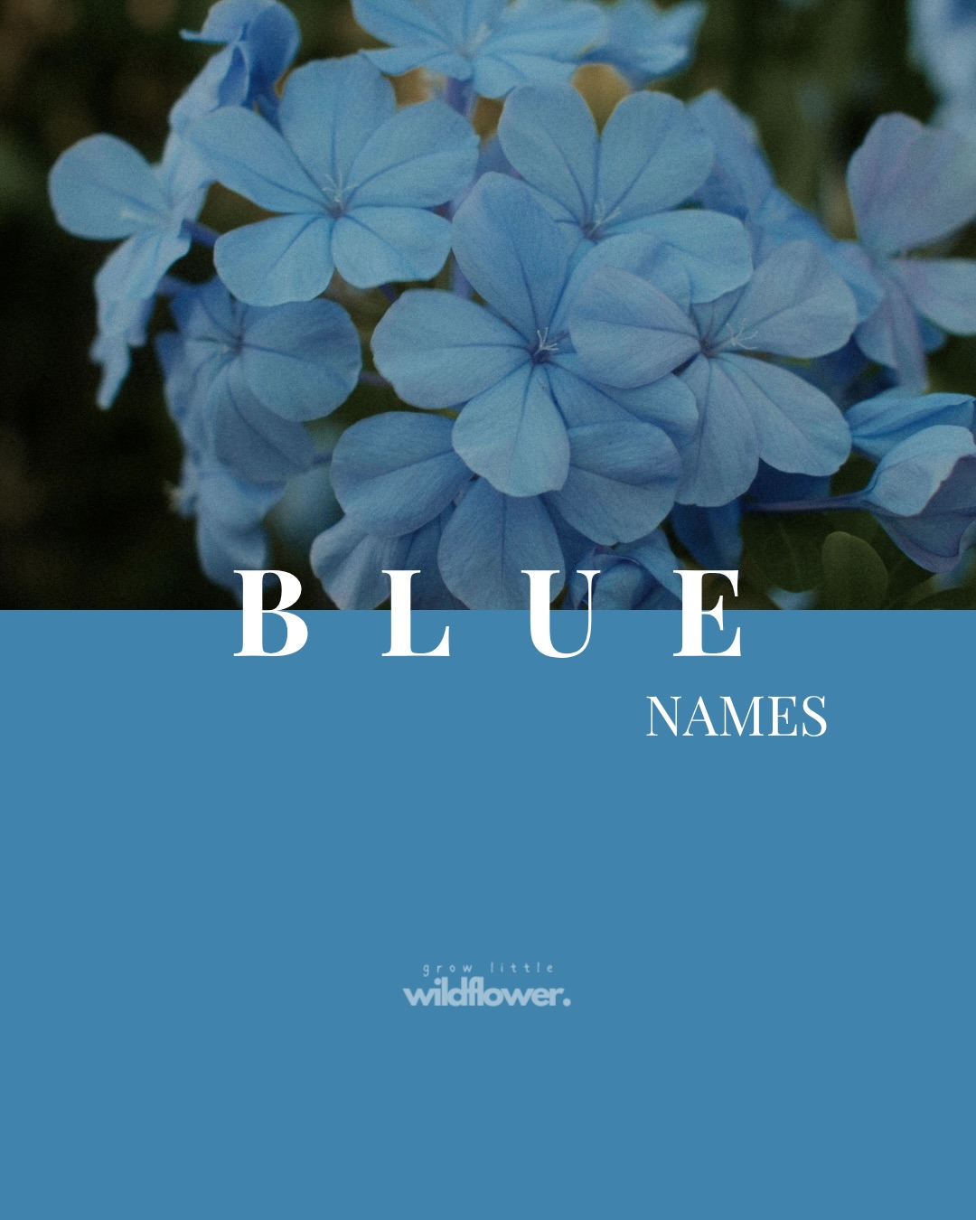 There’s just something about blue names!!
They don’t try too hard.
They don’t need to be loud.
But you feel (and love) them instantly 💙
Like ocean air, dreamy skies and that sense of calm you didn’t realise you needed 🌊🥹🩵
Are you someone who is drawn to BLUE names? I happen to LOVE THEM!!!! I’m an ocean girly 💫
#growlittlewildflower #colournames