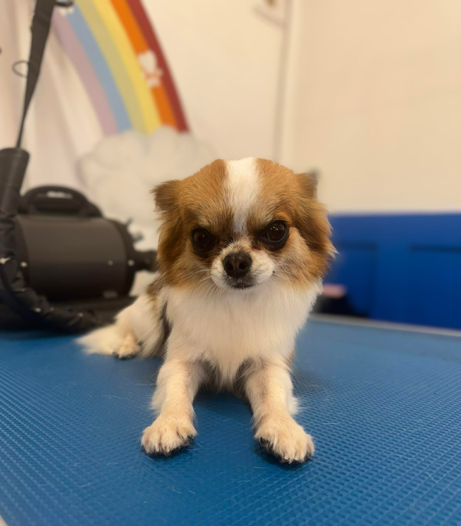 Happy Monday ya’ll!! 🤠
I’ve been a bit awol lately. (thank you pregnancy.) 🤰🏼🥴 Still waiting for that preggo glow!✨
I believe I’ve answered everyones voicemails/messages. 💬 If I haven’t please do get in touch and I’ll be very happy to help you!
I’ve got another few days off this week so please do be patient when waiting for a call back. The team can only answer calls when they are not grooming. Make sure to leave a voice message so they know to get back to you! We receive a high volume of calls so if there is no voice message, there will be no call back. 📞01582353603
Just a heads up...we’re almost fully booked for May.📆 We have some available appointments which will be filled quickly. It’s getting warmer now so get your pups summer groomed pre-booked. 🌡️☀️🛁
P.s...please can all the Chihuahua’s of Bedfordshire visit Royals...I am in LOVE with new girly Nora 💙 It’s the little tongue for me! 😛
-love Ceara x
✂️ Groomer credit: Sarah