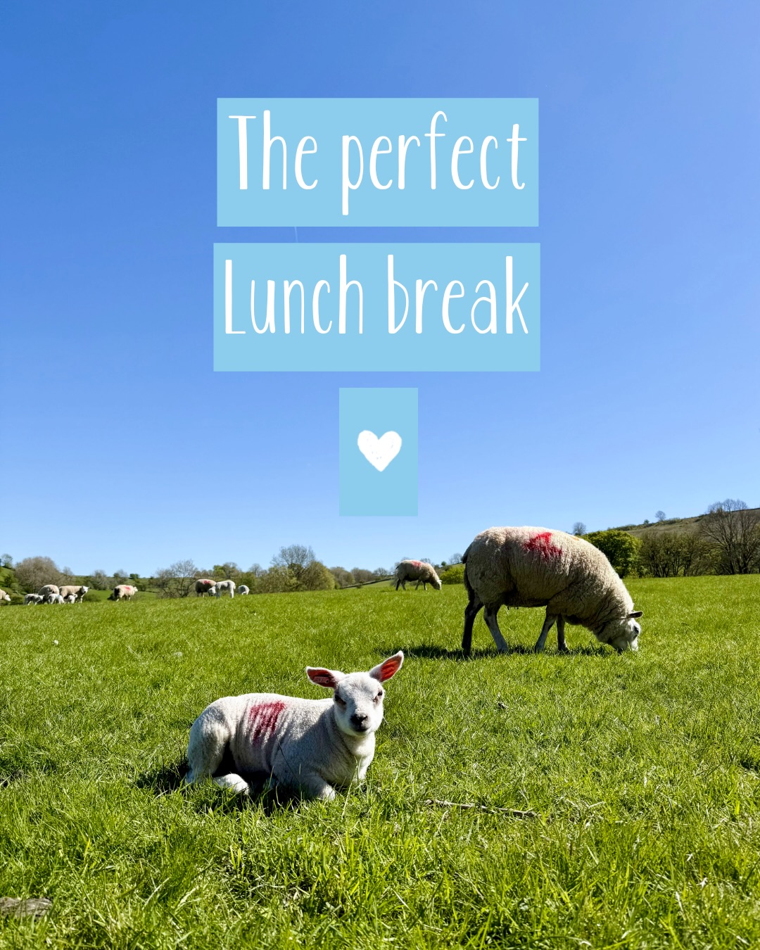 The perfect lunch break 🤍
Feeling so lucky to have all this beauty right on our doorstep 🫶🏻 and all the creative inspiration it brings ✏️✨
I hope you’ve all been making the most of this glorious sunshine ☀️
#lunchtimejoy #farmlifeuk #lambingseason
#creativeinspirations #springsunshine☀️ 🐑🤍✨🫶🏻