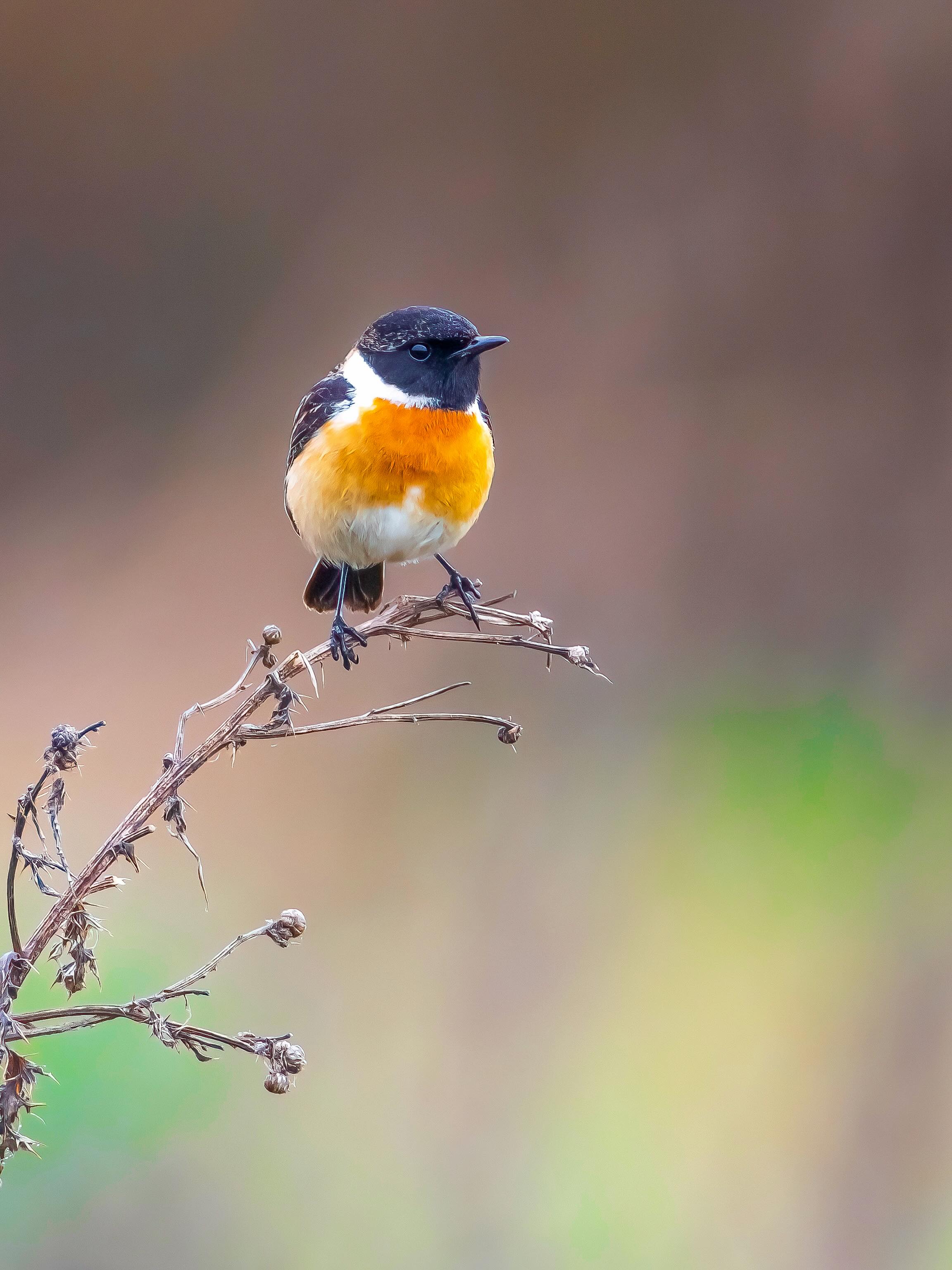 Das Schwarzkehlchen ist ein kleiner, auffälliger Singvogel aus der Familie der Fliegenschnäpper. Trotz seiner zierlichen Größe hat er eine erstaunlich selbstbewusste Präsenz, wie ein winziger Wächter auf Zaunpfählen und Grashalmen.