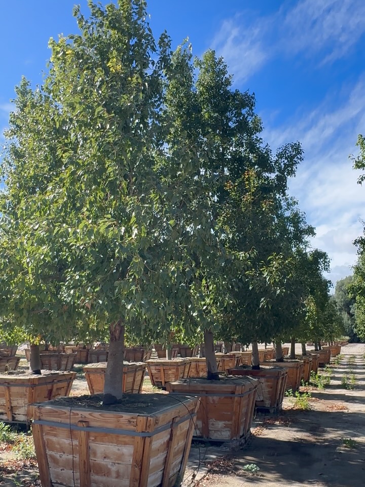 KISS - Keep it Simple, Stupid...
While we are drowning in quick-fixes, hacks, outsourcing, workarounds and the like... Nature whispers - KISS!!
Keep it Simple, and instead of Stupid... let’s say “SUGAR”!
Keep it Simple, Sugar! No need to hack what’s perfectly designed - Simple, Sugar.
What is Sugar (as it Relates to Plants)?
Sugar is the Central Currency, the quiet Bitcoin, of a Plant’s Life! Everything is Sugar - powered by it or built from it.
Where’s it come from?
Plants make sugars through Photosynthesis in their Leaves:
Inputs: Sunlight +Carbon Dioxide + Water
Output: Glucose (a simple sugar) + Oxygen
And what are Sugars Used For?
Energy (fueling growth, function, survival)
Structure (cellulose, lignin… the architecture itself)
Distribution (moving through the plant, leaf to root, root to rise)
Storage (reserves for drought, dormancy, demand)
Communication + relationships (feeding microbes, fueling mycorrhizal exchange)
Keep it Simple, Sugar!
Because when you’re admiring the plant world…
you’re not looking at a hack.
**Pictured 48” Brachychiton Populuneus - a.k.a Bottle Tree **
You’re looking at a system:
Sunlight… captured.
Converted into sugar.
Sculpted into form.
Go ahead, KISS!!
#roadrunnertreefarm #casadelzorronursery #keepitsimple #plantscience #photosynthesis