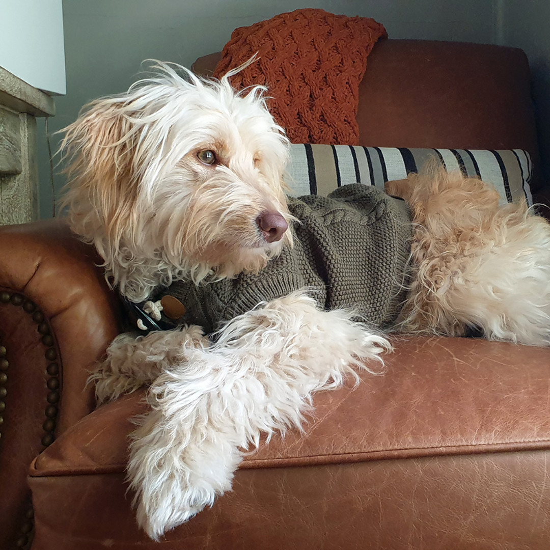 Knitted sweaters, insulated coats and simple tips to keep your pup warm this winter. ❄️🐶 Read the full guide and get your dog winter-ready — Link in Bio #DogCoats #WinterPetCare #DogSafety #HendricksAndMaple #DogLovers