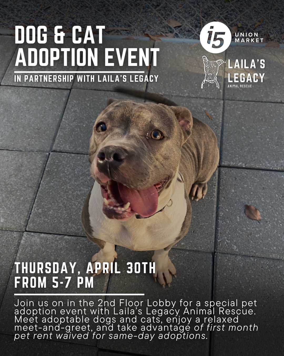 We’re so excited for this @lailaslegacy_ private dog and cat adoption event this evening, with @i5unionmarket 🐕🐈
For the tenants this evening we’ll be hosting an adoption event to include dogs and cats! #i5unionmarket is generously waiving the adoption security deposits to boost adoptions onsite for their tenants as well 😍
In attendance we’ll have
- Rillo
- Lil Lucy
- Lil Sleepy
- Charlie Brown
- Bruno
📍 320 Florida Ave NE Washington, DC 20002
🐕Want to adopt a dog or cat? Click the link in our bio to apply for your next furry friend!
🎤Want us to host an event like this? Email us at events@lailaslegacyanimalrescue.org
Save a life like Laila’s
Foster l Adopt l Donate
—
#adoptable #apartmentliving #washingtondc unionmarke