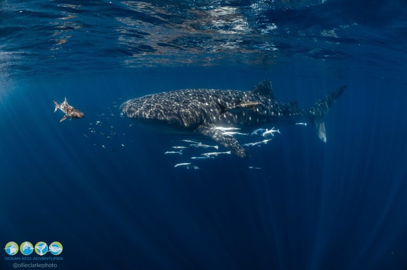 A pretty special one yesterday!
2 whale sharks to swim with, 7 sightings across the day, and over an hour in the water.
Hard to beat that… even harder to wipe the smiles off everyone’s faces 😄
@ollieclarkephoto
#whalesharks #exmouth #ningalooreef #swimwithwhalesharks #thisiswa