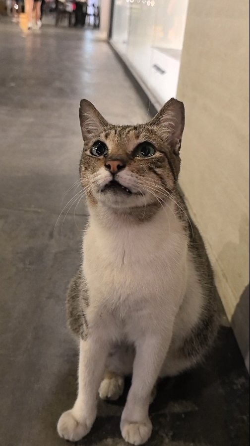 Hello from some of our community cats in BGC. 🤍 @bgccatsph @homebound.ph