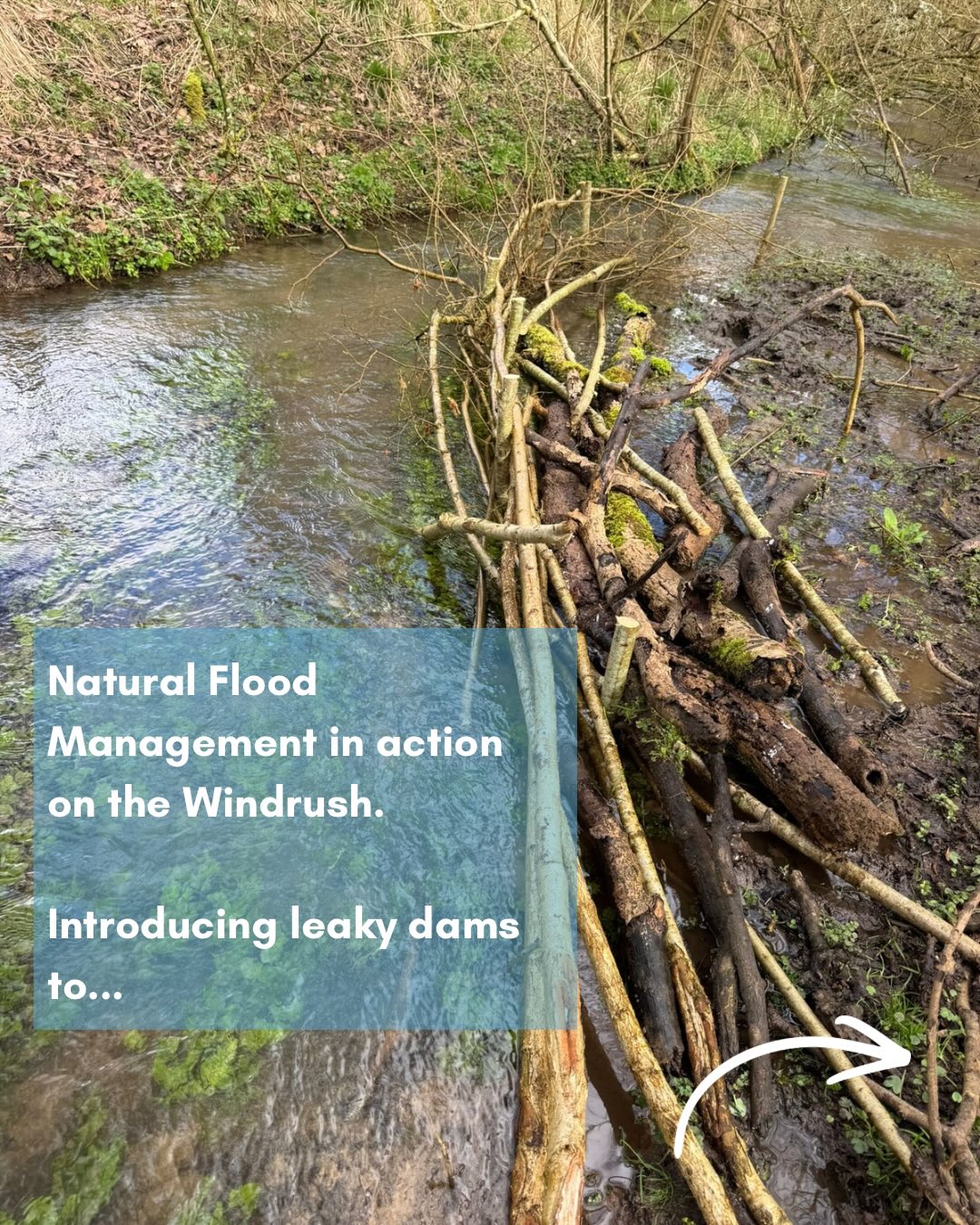 Big progress for the Windrush 💦
This financial year’s FiPL-funded work on the Windrush Floodplain Meadows restoration project is now complete — with plans in place for five more sites. Led by Anna Field @gloriouscotswolds with Sarah Wells and Jennifer Gilbert @fwagsouthwest the project is building real momentum.
We’re now planning the next phase with @cotswoldsnl — and looking to involve more farmers and land managers. If you’re in the Windrush catchment, get in touch before the hay is made!
Alongside this, natural flood management and wetland creation work — led by Jack Knott @cotswoldsriverstrust with support from @necotscluster Tom Hall — has reached a key milestone, with designs now complete and identifying significant opportunities for delivery
Next step: bringing in more land, more people, and making it happen. Link in the bio to find out more about this project ⬆️
#FloodplainMeadows #NaturalFloodManagement #SustainableFarming #LandscapeRecovery #NECotsCluster