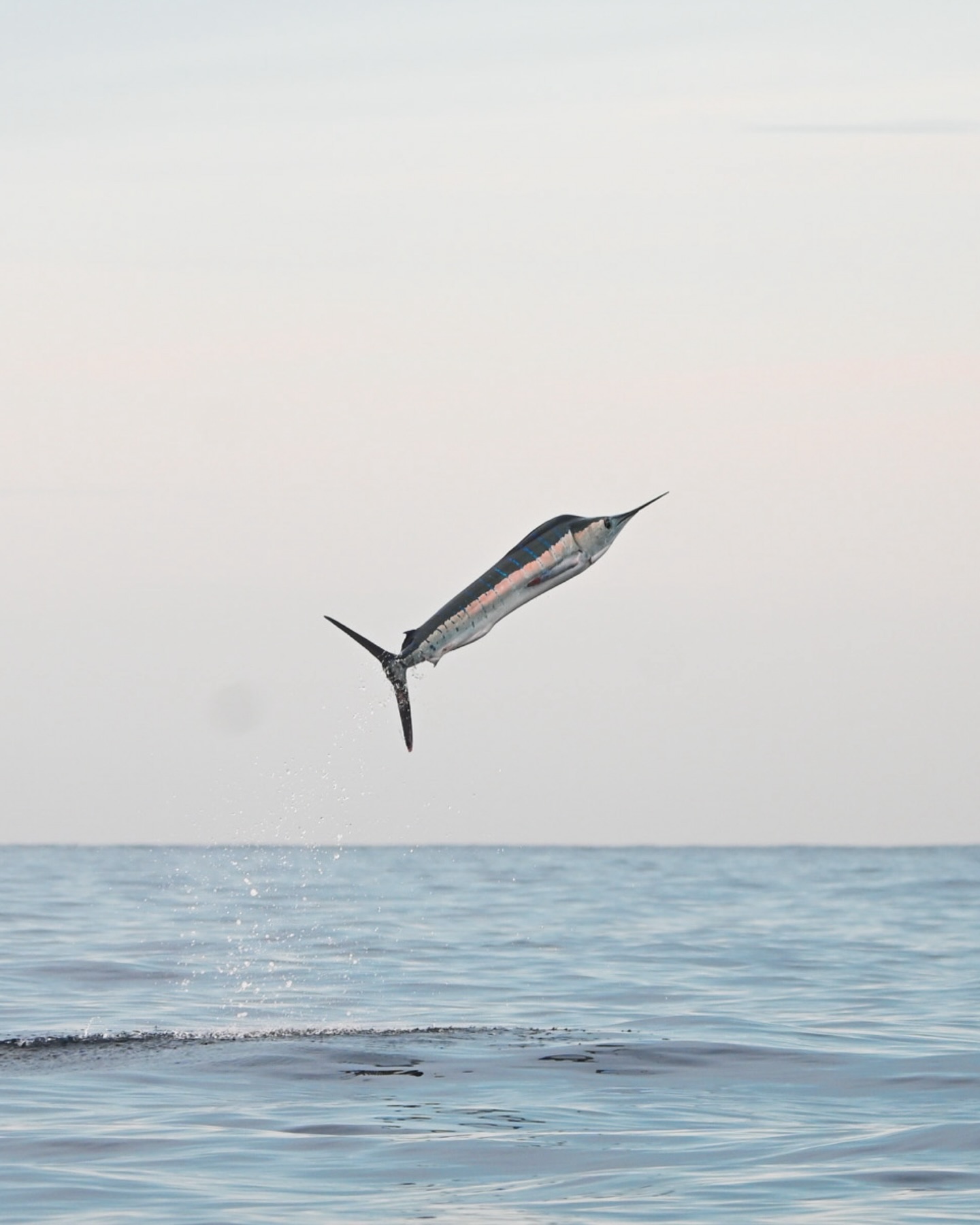 El marlín, uno de los grandes íconos de Cabo San Lucas. 💪🏼
Más allá de su fama, hay algo que casi no se dice lo suficiente: estos peces están ‘’diseñados’’ para la perfección en movimiento.
⚡️ Pueden alcanzar velocidades impresionantes en mar abierto y recorrer grandes distancias, lo que los convierte en depredadores clave dentro del ecosistema. ¡Es historia viva!
Y aunque algunos los imaginamos como trofeos, la ciencia los estudia de otra forma: biólogos marinos han analizado su crecimiento, edad y relación peso-longitud durante años para entender mejor su papel en el océano y cómo protegerlos.
¿Estamos viendo solo un pez o un local más? 💥
— ENG —
The marlin, one of the great icons of Cabo San Lucas. 💪🏼
Beyond their fame, there’s something that’s rarely mentioned: these fish are “designed” for perfection in motion.
⚡️ They can reach impressive speeds in the open ocean and travel great distances, making them key predators within the ecosystem. They are living history!
And while some of us imagine them as trophies, science studies them differently: marine biologists have analyzed their growth, age, and weight-to-length ratio for years to better understand their role in the ocean and how to protect them.
Are we just seeing a fish, or another local icon? 💥
-
-
-
-
-
apnea, freediving women, apneistas, freediving life, ocean adventures, mujeres del mar, apnea mexico, freediving retreat, certificacion apnea, baja california sur, ocean lover, aprende apnea, freedivers, mujeres que inspiran, retiros para mujeres, viajes con proposito, apnea community, yoga y apnea, ocean experience, cabo retirement