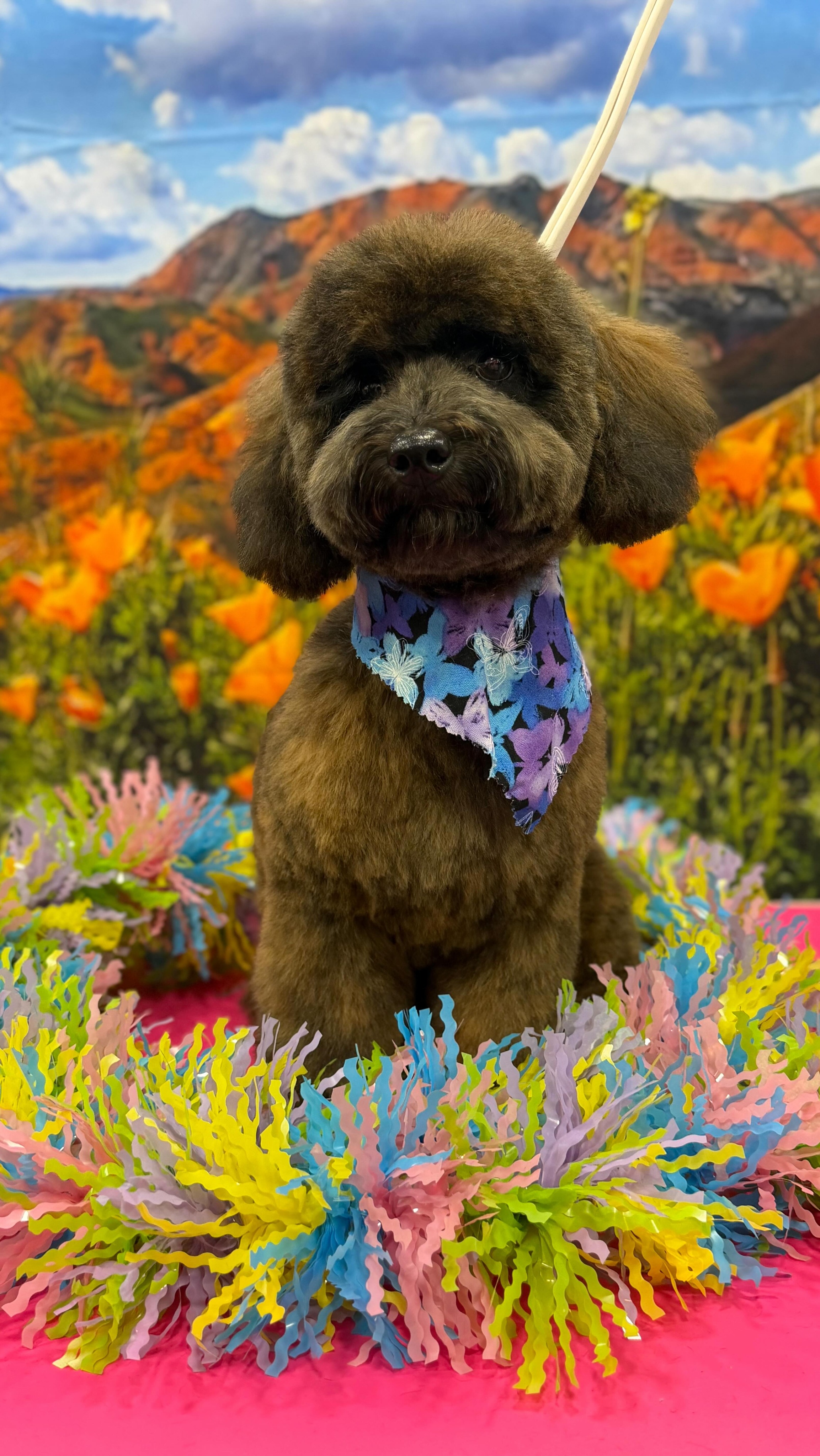 Couldn’t help with flex on how cute this puppy is💪🏼🐾
#doggrooming #dogsofinstagram #positivegrooming #happydog #doodlepuppy