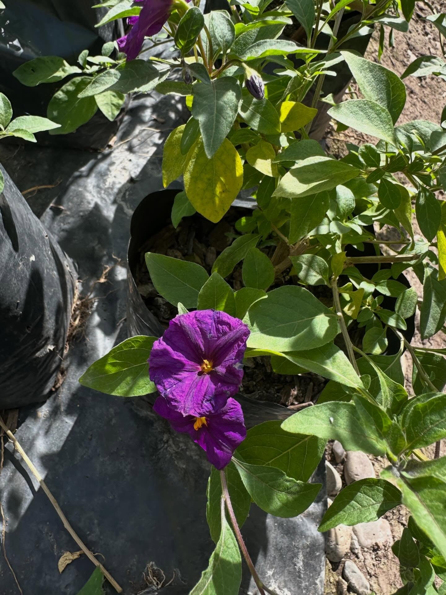 Solanum Rantonetti 🪻🪻
