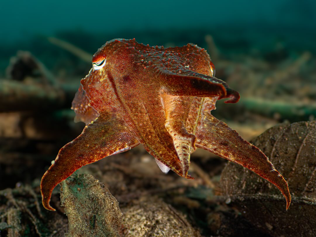 ๐๐๐๐ ๐๐ ๐๐ ๐๐๐๐ ๐๐๐๐๐๐ ๐๐๐-๐๐๐ ๐๐๐๐๐๐
It never ceases to amaze us how variable the body patterns and colours can be with common cuttlefish. For the last month or so, weโve observed a small cuttlefish (Sepia officinalis) living within timber and debris washed after a tropical low.
At 10โ12โฏcentimetres long, we have watched this one in all shapes and colours morphing from
white to yellow to brown to red in a matter of moments.
In this particular photo we were using a Nauticam EMWL lens, which enables a wide view while still employing a 105โฏmm macro lens. It came right up to the lens and extended its arms out to the side, taking up most of the frame, reminiscent of the fighters in the Star Wars series โ another example of art imitating nature !!
Spending extended time with species like this makes our diving so special. To share these interactions is a privilege that we donโt take lightly.
๐ฐ๐ ๐๐๐ ๐๐๐ ๐๐๐ ๐๐๐๐
๐๐ ๐
๐๐๐๐ ๐๐๐ ๐๐๐๐๐๐๐๐๐๐๐ ๐๐๐๐๐
๐๐๐ ๐๐๐๐ ๐๐๐๐ ๐๐๐๐๐๐ ๐๐๐๐, ๐๐๐
๐๐๐ ๐๐๐๐๐
๐๐๐๐ ๐๐๐ ๐๐๐๐๐๐๐๐๐๐๐ ๐๐ ๐๐๐๐ ๐๐๐๐ ๐๐๐ ๐๐๐๐๐๐ ๐๐ ๐๐๐๐ ๐๐๐ ๐๐๐๐, ๐๐๐๐๐๐ ๐๐๐ ๐๐ ๐๐๐๐๐ ๐๐๐
๐๐๐๐ ๐๐ ๐๐ ๐๐๐ ๐๐ ๐๐๐ ๐๐๐๐๐๐๐ ๐๐๐๐๐๐๐๐ ๐
๐๐๐๐. ๐ถ๐ ๐๐๐๐๐
๐ ๐๐๐ ๐
๐๐๐ ๐๐๐๐ ๐๐ ๐
๐๐๐๐ ๐๐๐๐๐๐๐๐ ๐
๐๐๐๐ - ๐๐๐๐๐๐๐๐
๐๐๐๐๐ ๐๐ ๐๐๐ ๐๐๐๐๐๐๐ ๐๐๐๐ ๐๐๐๐๐๐๐๐๐
๐ฝ๐๐๐ - ๐ฒ๐๐๐๐ ๐พ๐๐๐๐๐
We have some TG7 cameras available for hire and weโre happy to show you how to use them.
Cheers,
John and Sandy
Photos by: John Warmington
๐๐๐.๐ฐ๐ฟ๐ถ๐๐๐ฒ๐ฟ๐๐ฝ๐ผ๐๐๐ฒ๐ฟ.๐ฐ๐ผ๐บ
Dive and stay:
๐ต๐๐๐ฝ๐://๐ฎ๐ถ๐ฟ๐ฏ๐ป๐ฏ.๐ฐ๐ผ๐บ/๐ต/๐ธ๐ฎ๐ฟ๐บ๐ฎ๐๐ฎ๐๐ฒ๐ฟ๐
#UnderwaterPhotography #VanuatuMoments #DiveVanuatu #KarmaWatersVanuatu #cuttlefish