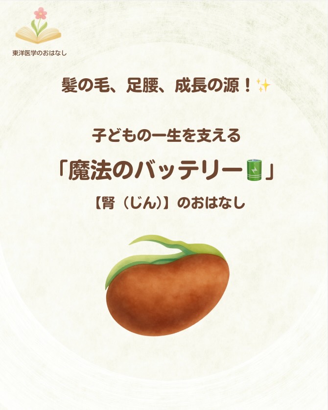 前回の「お腹(脾)=土」のお話に続き、今日は植物の「根っこ」にあたる部分、【腎(じん)】のお話です🌱
子どもの成長って個人差が大きいからこそ、「うちの子、髪の毛がなかなか生えないな…」「歩くのがゆっくりだな…」と不安になることもありますよね😢
東洋医学では、よく「腎が弱いと髪が薄い」と言われるため、心配するママも多いのですが…絶対に大丈夫です!!✨
子どもたちは今、パパとママからもらったエネルギー(バッテリー🔋)を、「内臓を強くする」「歩くための骨や筋肉を作る」など、生きるために優先順位が高いところに全力で使っています。
だから髪の毛は後回しになっているだけ!焦らなくて全く問題ありません😊
「じゃあ、順調に育っているなら腎のケアは必要ない?」
と思うかもしれませんが、実は【腎をケアする=バッテリーの最大容量を増やす】ということなんです🔋✨
腎の根っこに栄養をあげると、生活の中でこんな嬉しい変化が!
✅ 公園で遊んでもバテにくく、夕方のグズグズが減る(スタミナUP!)
✅ 虫歯になりにくい、強い歯の土台ができる🦷
✅ 脳の働きが良くなり、集中して遊べるようになる🧠
今の成長スピードを気にするためではなく、子どもが将来「疲れにくい、丈夫なからだ」で思い切り遊べるための【一生モノのプレゼント】として、おうちでのケアを取り入れてみませんか?🎁
具体的な食材はスライドにまとめたので、右下の【保存】ボタンを押して、毎日のごはんの参考にしてくださいね🛒🌿
#東洋医学 #こどもの健康 #免疫力アップ #子育ての悩み #食育
