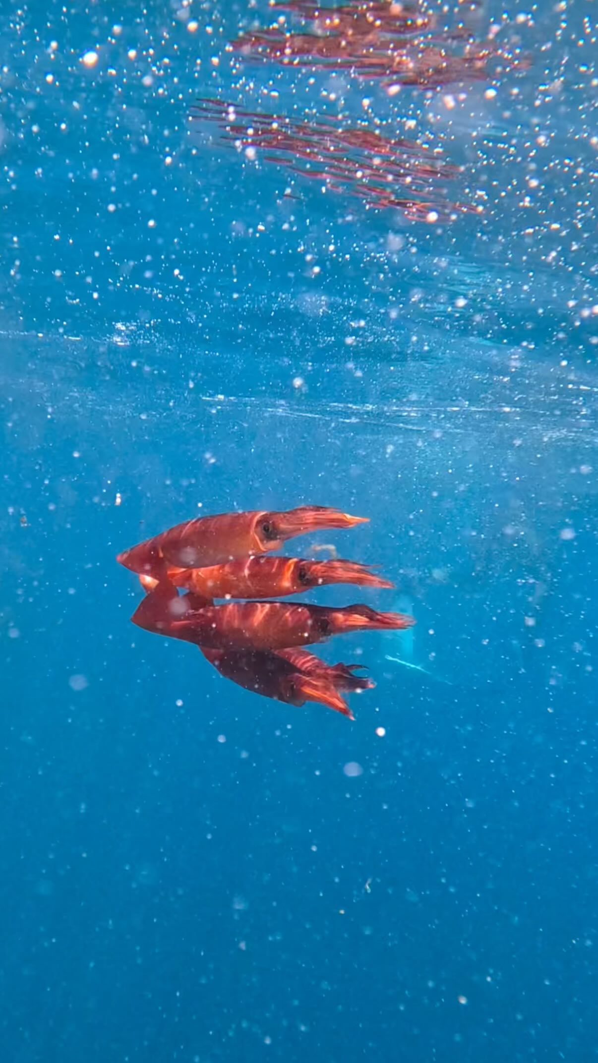 La magia de la naturaleza en su estado más puro.
Un despliegue de inteligencia táctica donde la cadena trófica dicta las reglas y nos recuerda lo efímera que es la vida en el azul: un segundo eres el protagonista y al siguiente, parte del ciclo eterno.