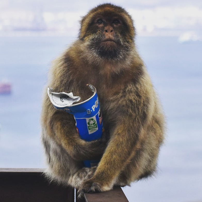 A new study showed that Barbary macaques on the island of Gibraltar often eat earth and soil, known as geophagy. Many animals engage eat soil and clay, to neutralize toxic diets, relief stomach upset, and obtain minerals. In this case, the researchers believe that the macaques may eat earth to strengthen their gut flora, to deal with and recover from the large amounts of junk food left behind by tourists. An amazing idea, as it would suggest that these monkeys have a developed an effective new therapy. Sadly, though, like humans, the monkeys seem to prefer junk food over health foods that would be better for them...
Photo source: https://www.cam.ac.uk/stories/monkeys-eat-soil-digest-junk-food
