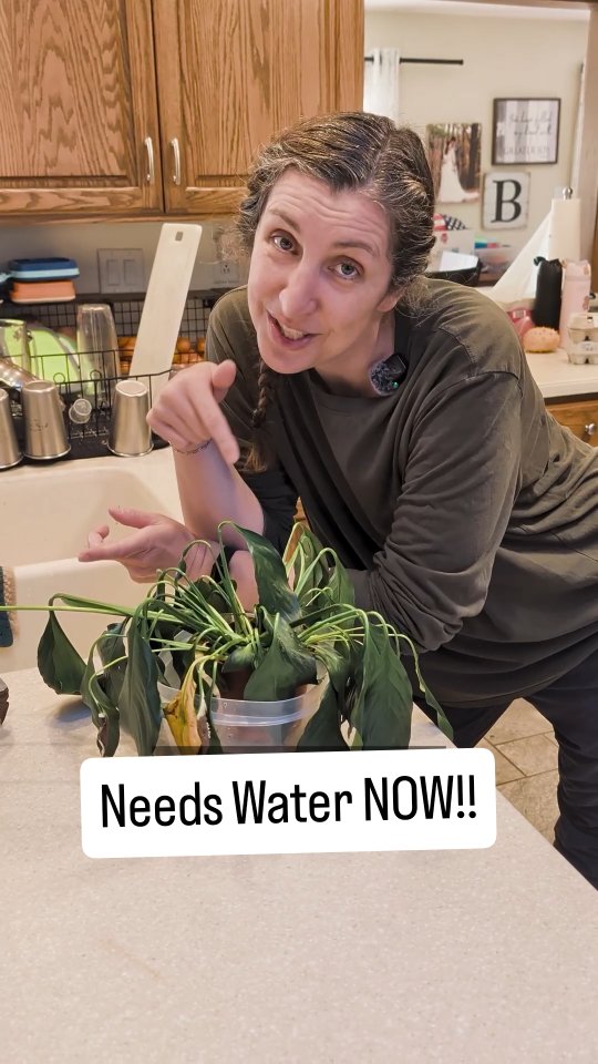 Our peace lily was putting on an absolute performance today 😅🌿
Leaves down… looking defeated… acting like it was the end of the world.
We gave her some water, came back 4 hours later, and now she looks amazing again.
Are peace lilies the most dramatic plants of all time… or do you have one worse? 👇😂
#SimpleGroundedLife #PeaceLily #Houseplants #PlantCare