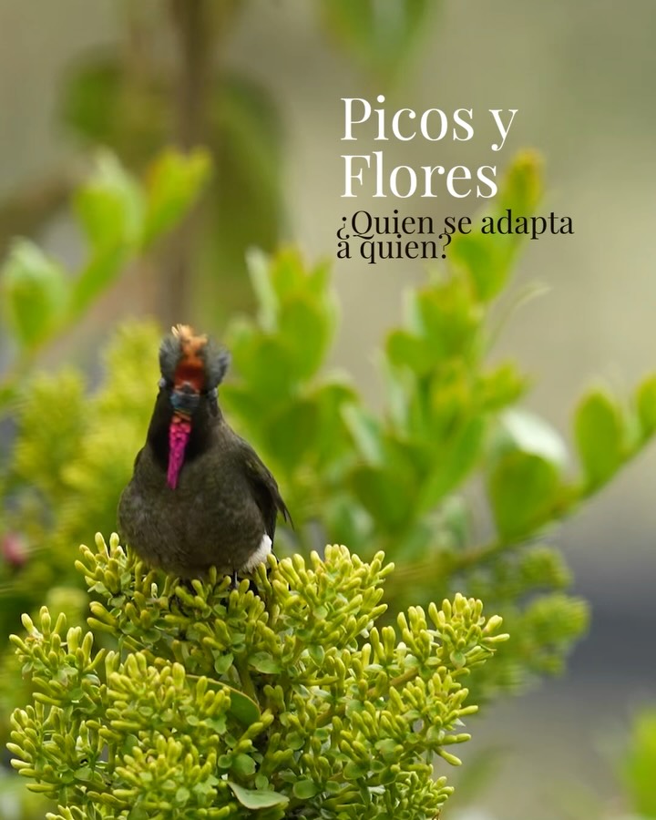 🌺✨ La Relación entre los Picos de los Colibríes y las Flores 🐦
¿Sabías que la forma del pico de los colibríes está especialmente adaptada a las flores de las que se alimentan?
Adaptación al Néctar: Cada tipo de colibrí tiene un pico que se ajusta perfectamente a las flores que visita. Por ejemplo, aquellos con picos largos y delgados son expertos en extraer néctar de flores con corolas largas y tubulares.
Eficiencia en la Alimentación: Esta adaptación permite a los colibríes alimentarse de manera más eficiente, haciendo que el proceso de extracción de néctar sea rápido y fácil. Un pico que encaja bien en la flor ahorra tiempo y esfuerzo, ¡lo cual es crucial para estos pequeños voladores!
🌎💚 Los colibríes no solo se alimentan; también son polinizadores vitales que ayudan a las flores a reproducirse. ¡La naturaleza siempre encuentra la manera de trabajar en armonía!
Podrás ver algunas de estas aves cerca de paraíso verde en el parque de los nevados. 🦋
ENG/
🌺✨ The Relationship Between Hummingbird Beaks and Flowers 🐦
Did you know that the shape of a hummingbird’s beak is specially adapted to the flowers they feed on?
Adaptation to Nectar: Each type of hummingbird has a beak that fits perfectly with the flowers they visit. For example, those with long, slender beaks are experts at extracting nectar from long, tubular flowers.
Feeding Efficiency: This adaptation allows hummingbirds to feed more efficiently, making the process of nectar extraction quick and easy. A beak that fits well into a flower saves time and effort, which is crucial for these little flyers!
🌎💚 Hummingbirds do more than just feed; they are vital pollinators that help flowers reproduce. Nature always finds a way to work in harmony!
#Colibríes #Polinización #Adaptación #Naturaleza #Biodiversidad