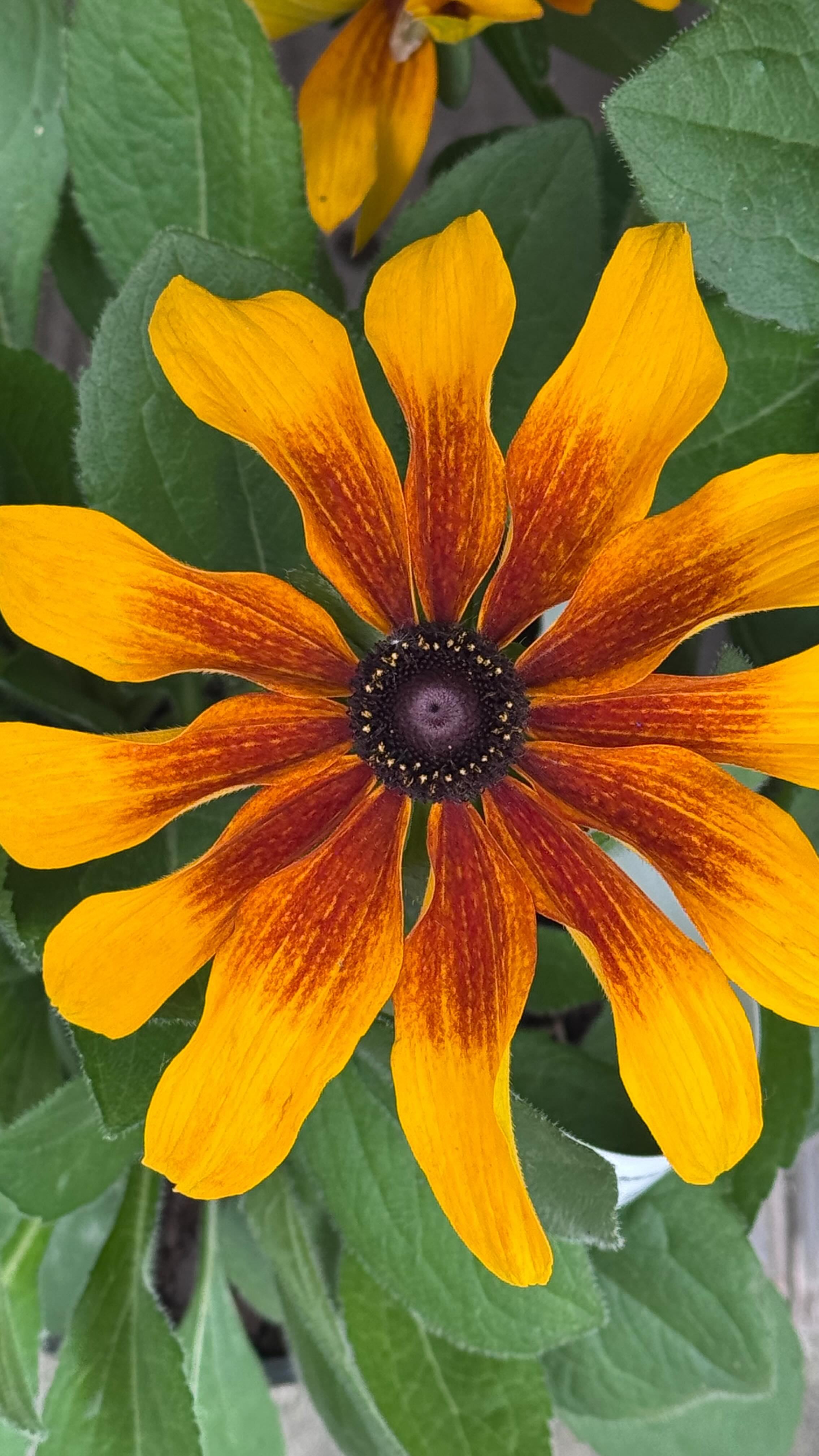 ✨ “Don’t be ridiculous… everybody wants this.” ✨
It’s Fabulous 😌
Rudbeckia ‘Rising Sun Chestnut Gold’ is serving golden-hour glam with rich, sunset tones and nonstop blooms that demand attention. 🌼🔥
She’s bold. She’s radiant. She’s the one everyone’s reaching for.
👉 Come grab yours before she’s gone…because everybody does want this.
#ncgardening #MainCharacterPlant #Rudbeckia #GardenStyle #CoastalGarden