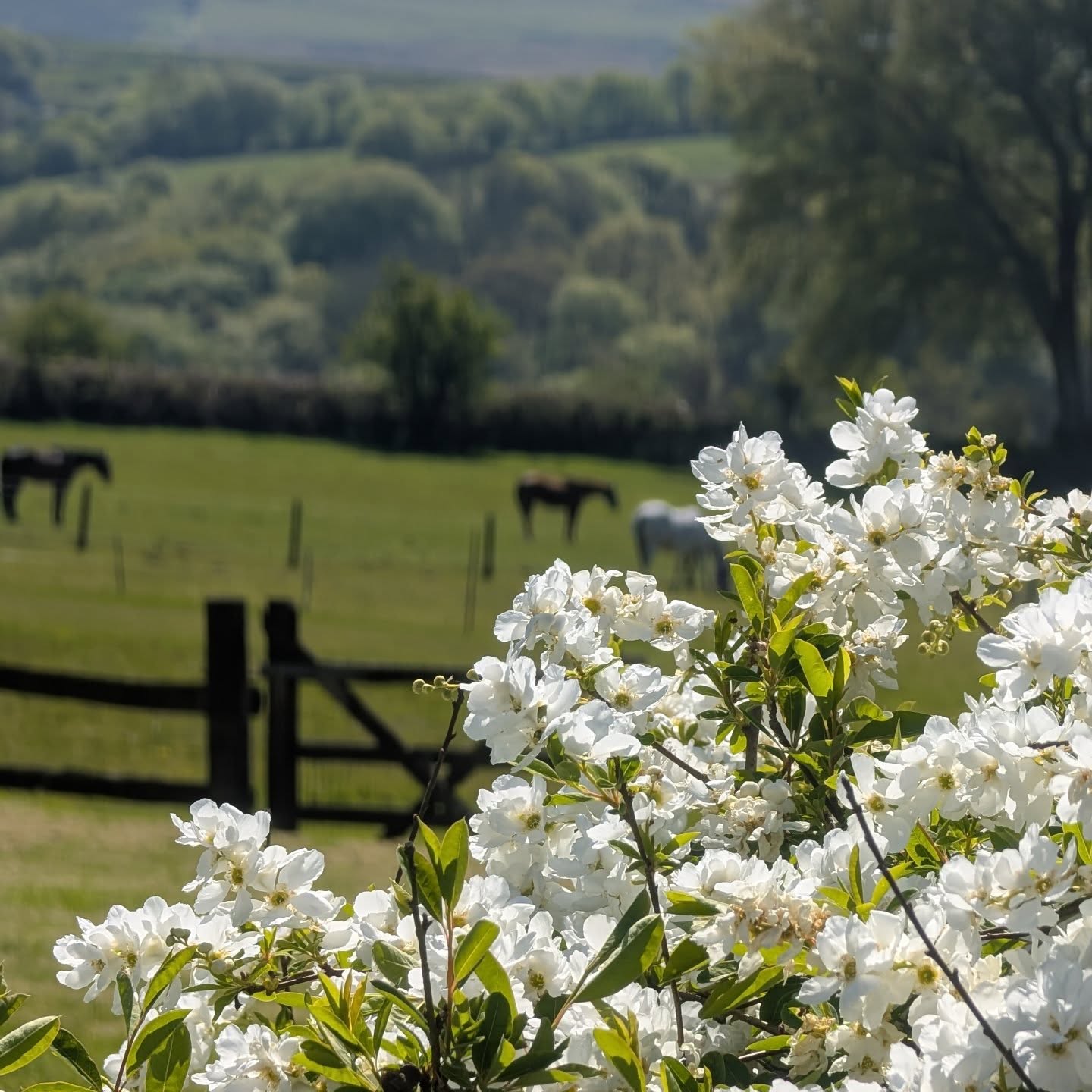Frames like this don’t need filters
.
.
#countrysideescape #pictureperfect #staycation #dartmoorholidays #dartmoorholidaycottage