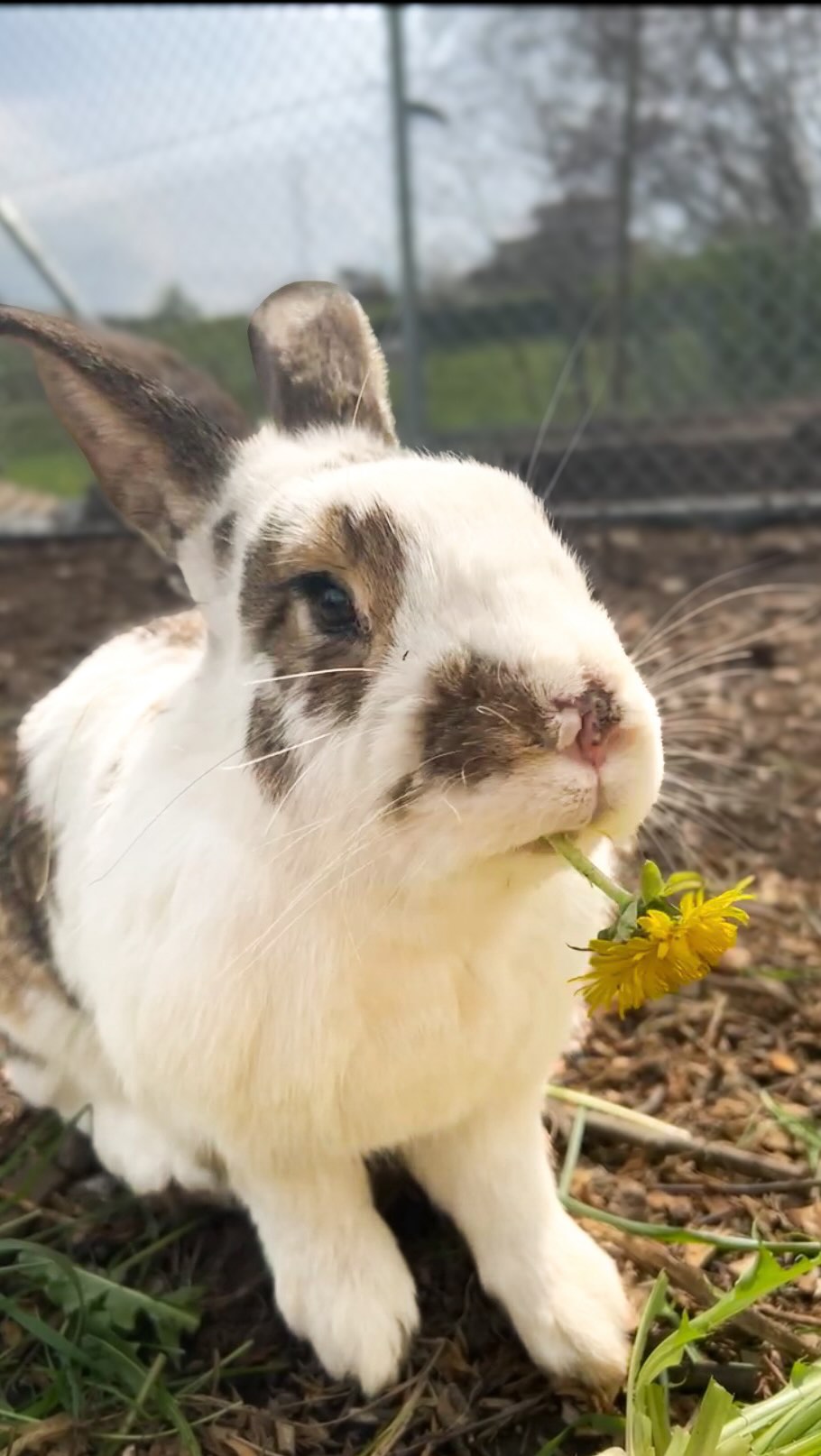 Für immer in Erinnerung ♥️
#lebenshof #tierliebe #abschiednehmen #kaninchen #kaninchenliebe