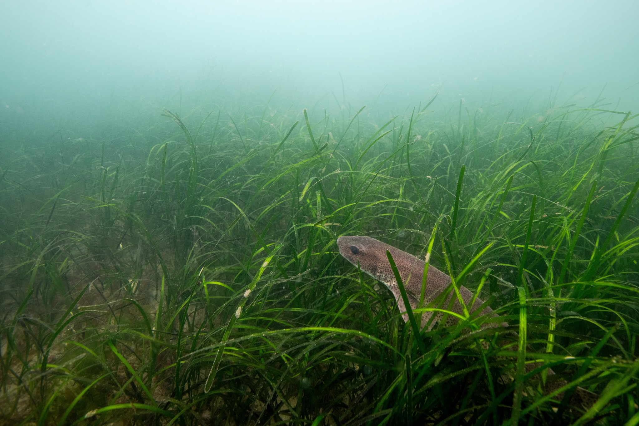 Spent this morning at Durgan with @joshuaconnellyphotography. Found this cat shark along with a handful of spider crabs. The water was a bit hazy but it gave me a cloudy look.
Shot on the Nikon D850
@nauticamhousings
@nikoneurope
#underwater #cornwall #animal #ocean