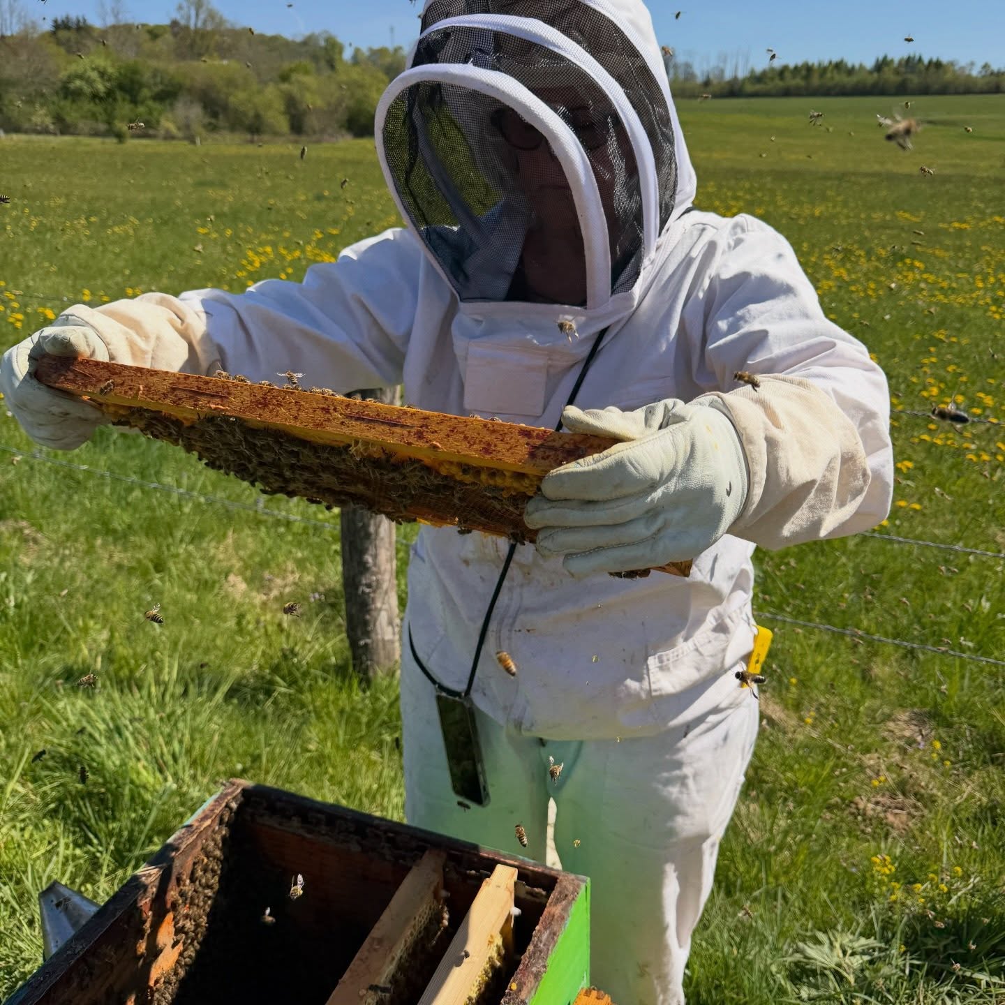 🌿 Printemps en effervescence au Logis des pinces maillées ! 🐝
Entre l’accueil des voyageurs sur la @gtj.jura et le bourdonnement de nos ruches en pleine forme, avril est une période magique et intense !
Nos abeilles, boostées par ce début de saison, promettent un miel de printemps exceptionnel et abondant. Et si vous veniez découvrir leur univers fascinant ?
📍 Venez vivre une expérience unique : randonnées, patrimoine horloger et immersion dans le monde des abeilles. Réservez vite votre escapade au cœur du @pnrdoubshorloger !
#apiculteurrécoltant #miel #chambredhotes #valeursparc #agritourisme