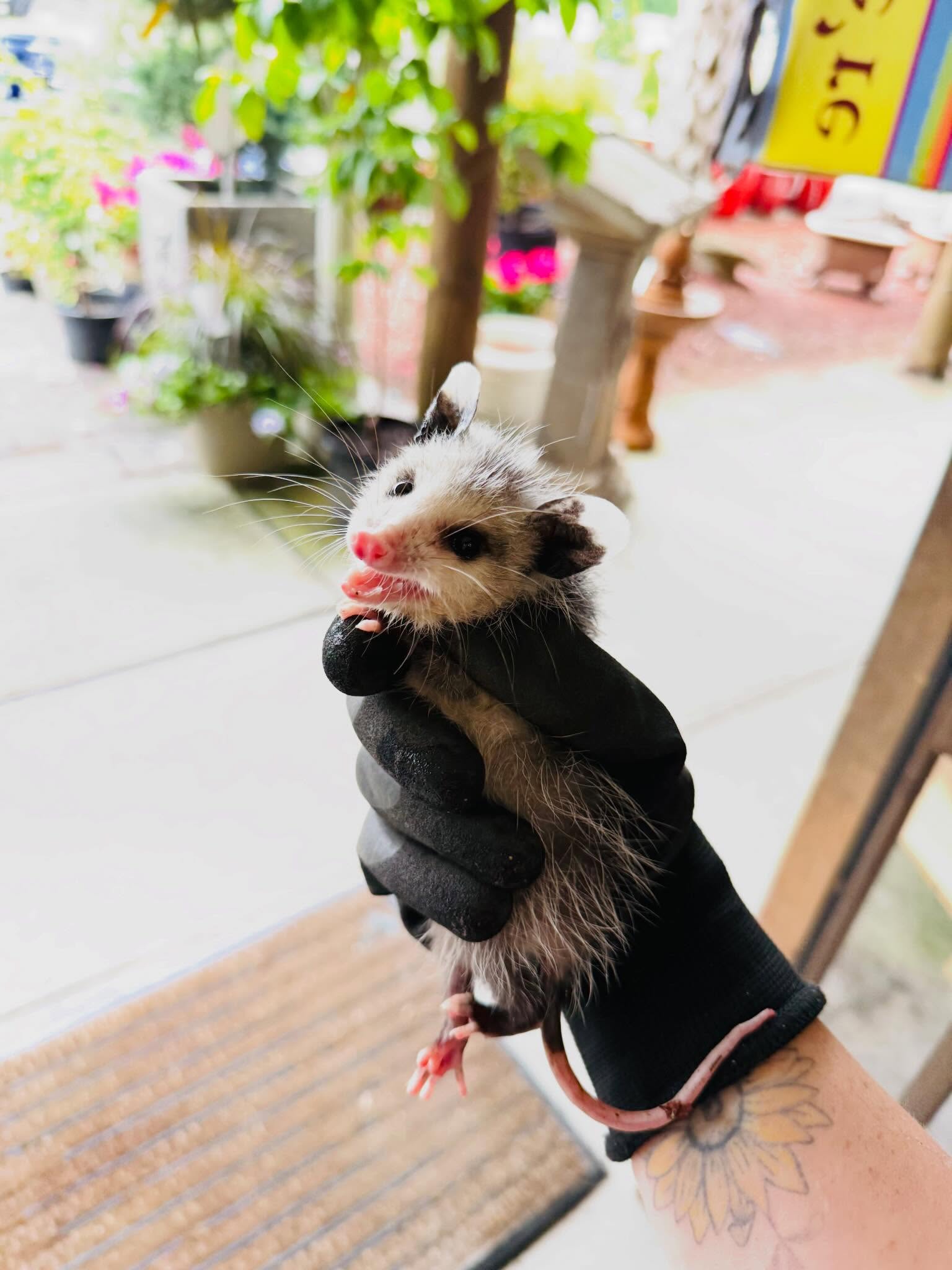 We wish we could keep them… but this little one had a better plan 🐾
Our nursery crew spotted this tiny opossum stuck in a pot that was filling with water and got it out just in time.
Don’t worry… it’s now safe and at the Outer Banks Wildlife Shelter where it’ll get the care it needs ❤️
Did you know?
Baby opossums ride on their mom’s back as they grow… and if one falls off, mom usually doesn’t realize it’s gone. That’s why little ones like this sometimes end up on their own.
We’re lucky to have local wildlife rehabbers who step in when needed.
#DidYouKnow #WildlifeRescue #OpossumFacts #GardenCenterLife #BehindTheScenes