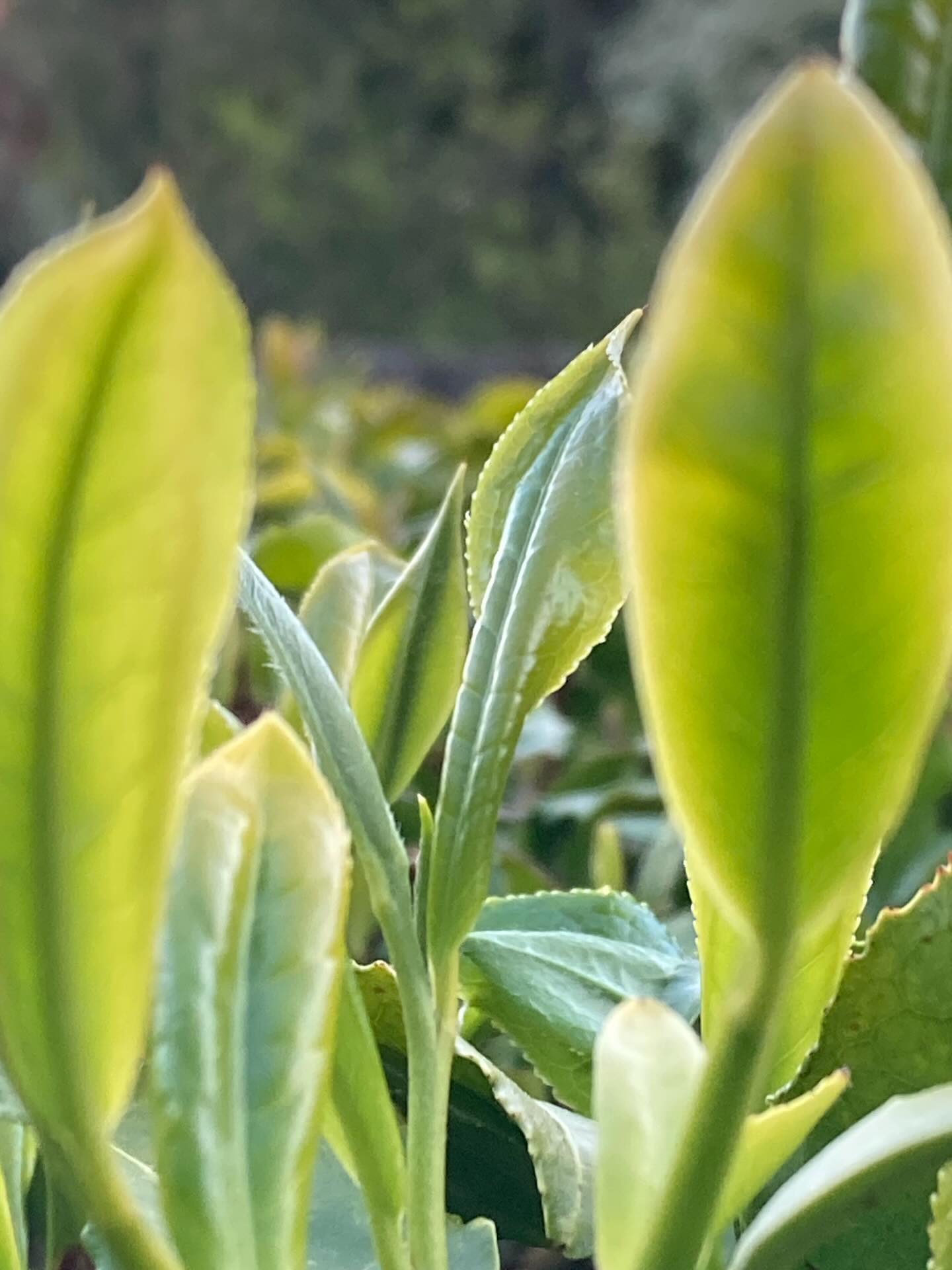 Unfurling deliciousness! We are close now to our first pluck of the season. The moon was up last night at 8.30pm over our tea room where we process our leaf a few meters from our walled garden. It is exciting that it is all about to start!
🌱
🌱
🌱
@pekoetea_edinburgh
#singleestate #finetea #beautifultea #specialitytea #besttea
