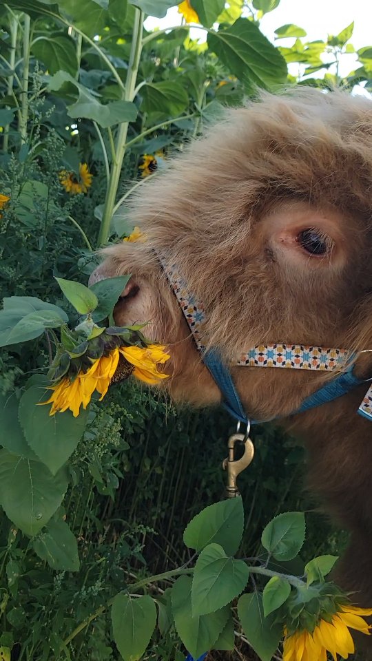 Willy is weeding the field.... or is he??!! #sweetfieldsfarm #sunflowers #highlandcows