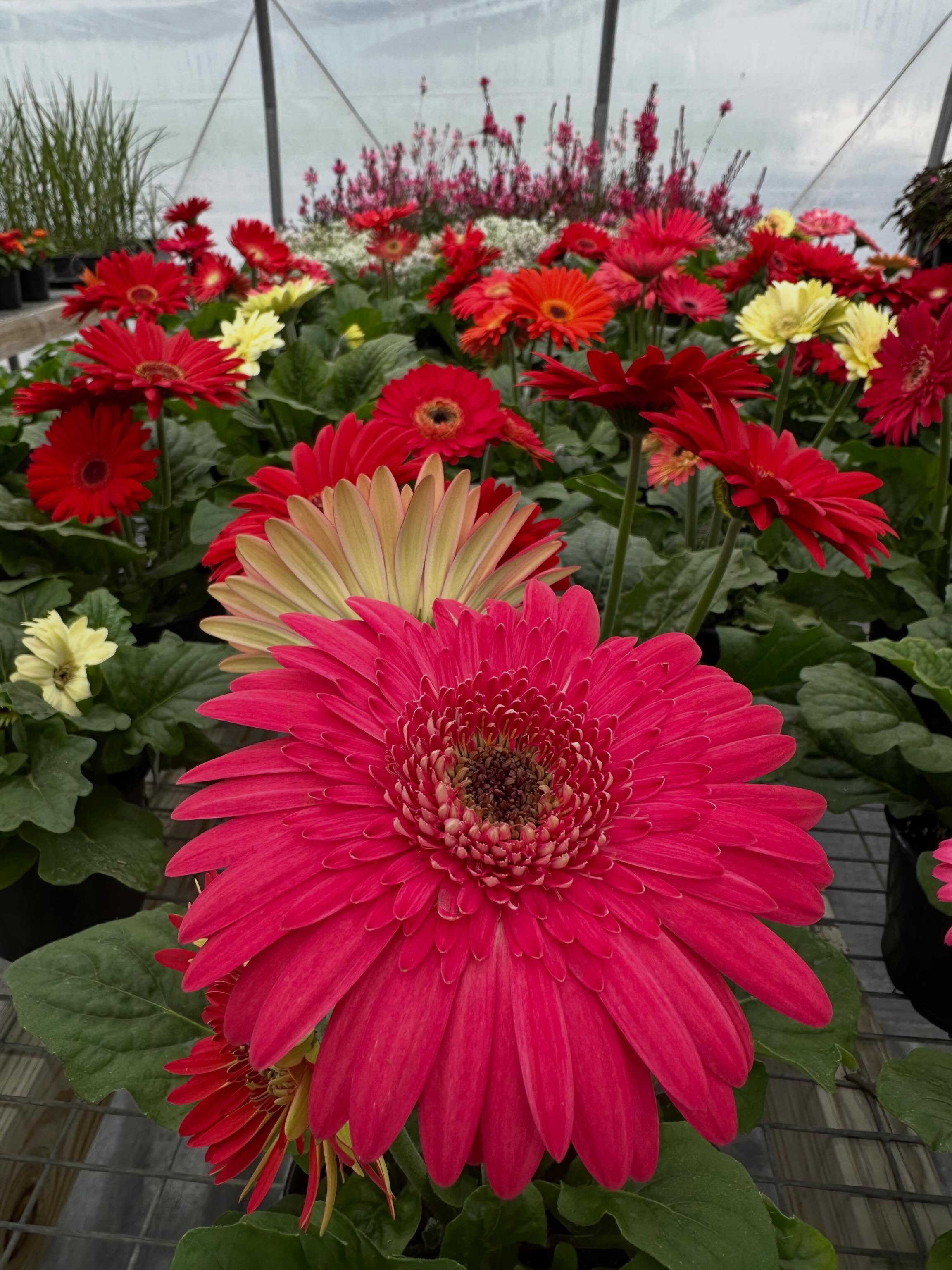 The gerbera daisies are looking beautiful 💛
Ask us to foil wrap one and you’ll have the perfect Mother’s Day gift ready to go!
Open daily, 9 a.m. to 5 p.m.
#MothersDay #Flowers #ColdSpringFarm #ShopLocal #Greenhouse