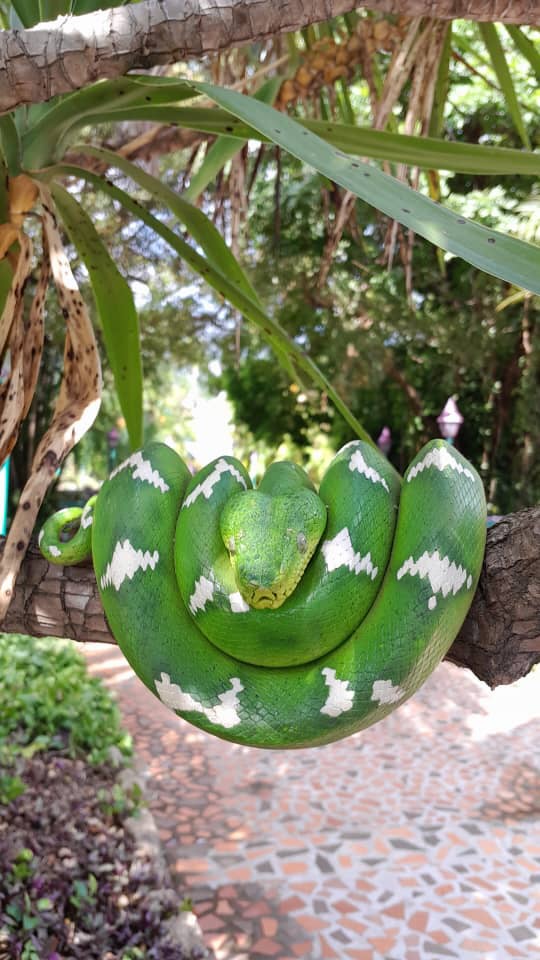 Majestuosa y perfectamente adaptada a la vida en los árboles.
La conocida Boa Esmeralda Amazónica (Corallus caninus) es una de las serpientes arborícolas más impresionantes del continente. Su intenso color verde y sus patrones blancos le permiten camuflarse entre la vegetación, convirtiéndola en una verdadera obra maestra de la naturaleza.
Además de su increíble belleza, cumple un rol esencial en el equilibrio ecológico, ayudando al control natural de pequeñas poblaciones de mamíferos y aves dentro de su ecosistema.
En Fundación Vivarium creemos que la educación y el respeto son fundamentales para la conservación de estas especies tan importantes para nuestro planeta.
⚠️ Recuerda: las serpientes no buscan atacar al ser humano. Obsérvalas siempre a distancia y permite que continúen cumpliendo su función en la naturaleza.
💚 Conocerlas es el primer paso para protegerlas.
#FundacionVivarium #CorallusCaninus #BoaEsmeralda #EmeraldTreeBoa #Serpientes Conservacion EducacionAmbiental Biodiversidad VidaSilvestre Naturaleza SnakeLovers WildlifePhotography Venezu
