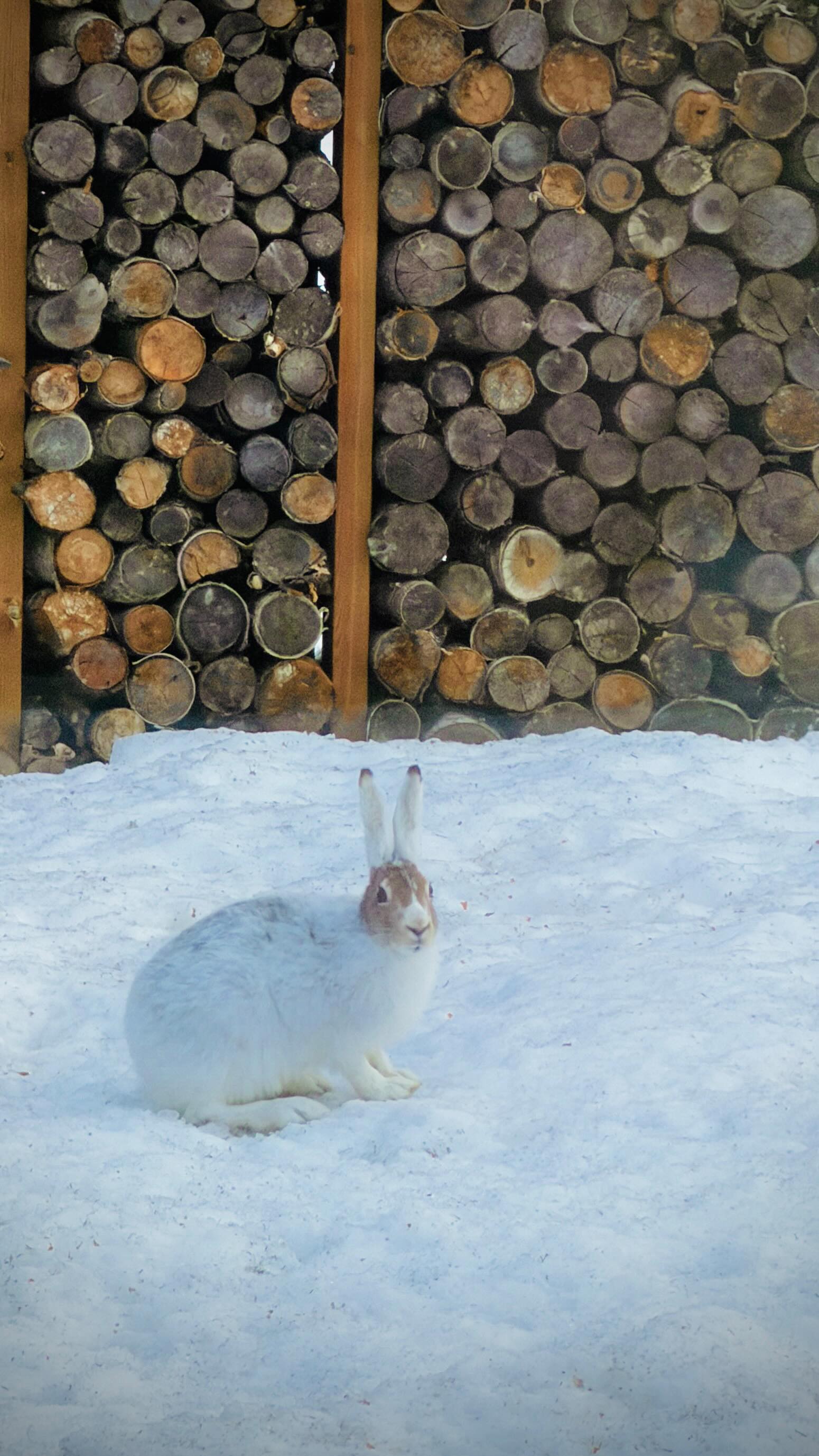 Arctic Hare is already changing colour for spring, his head is grey now. The other one is still completely white. Soon they all will be grey. Did you know that they change the colour?
#visitlapland #arcticwildlife #finnishlapland