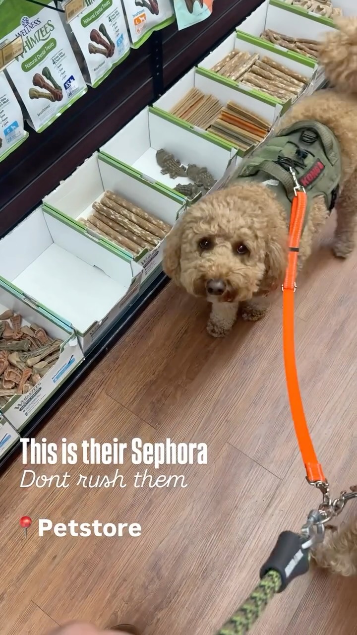 Their version of Sephora. Let them sniff, explore and enjoy the moment - no rush here.
#dogdaycare #dogsofinstagram #doglife #doglovers #wigglewagdaycare