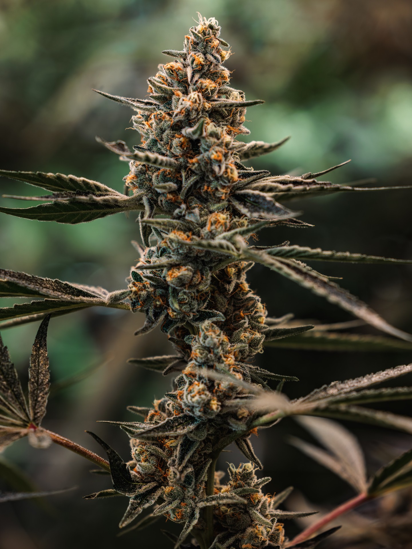 From cultivation to processing, every step is focused on producing consistent, premium sun-grown products you can rely on.