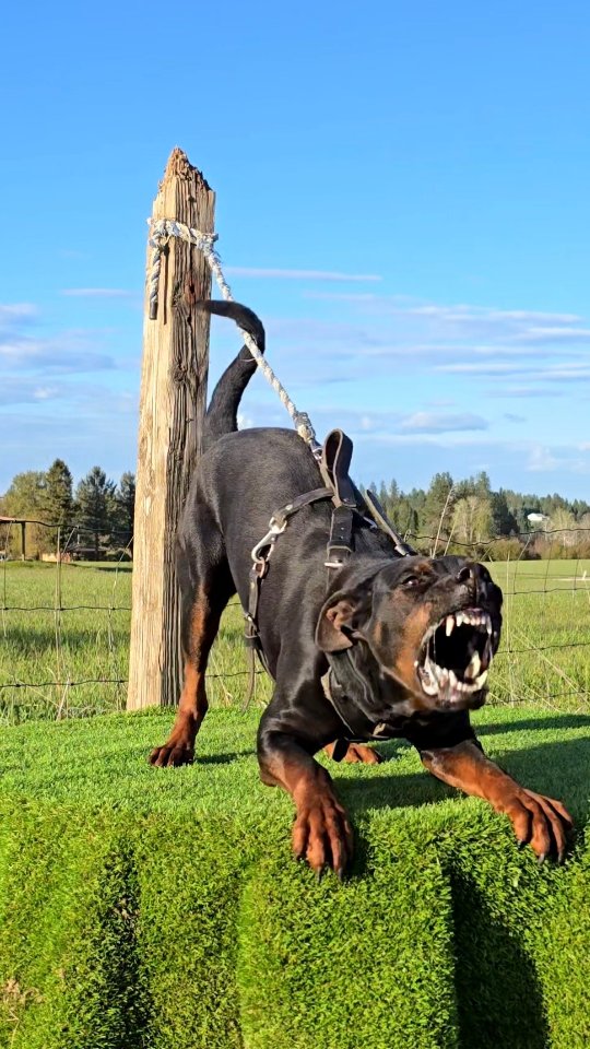 CUMARI - a spicy power house
-
Laizhou hong chinese red dog
-
Nothing for sale, DM to inquire about the breed!
-
dutch shepherd sighthound #rarebreed #protectiondog #chinesereddog beauceron schutzhund protection dog psa german shepherd guard dog trainer preservation chinese red dog #dobie
