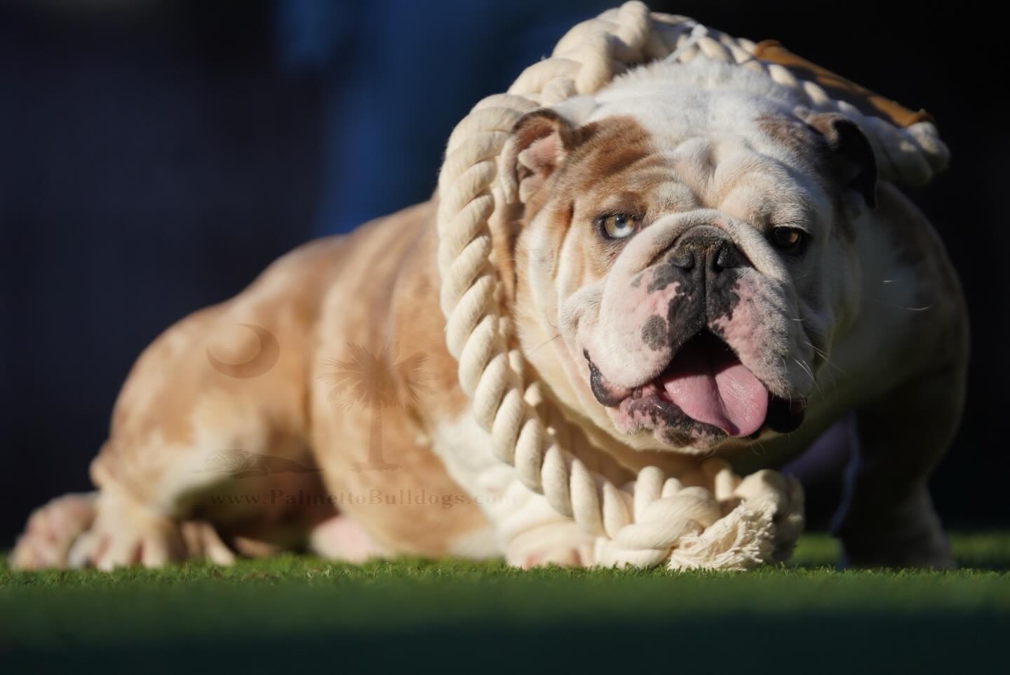 It is time for Wolf-Woof son of Beawulf to enjoy a well-earned retirement. Accepting applications soon.
He loves naps in the sun, belly rubs on demand, and is always ready to eat. More information coming soon. #bulldog #englishbulldogs #dog #palmettobulldogs