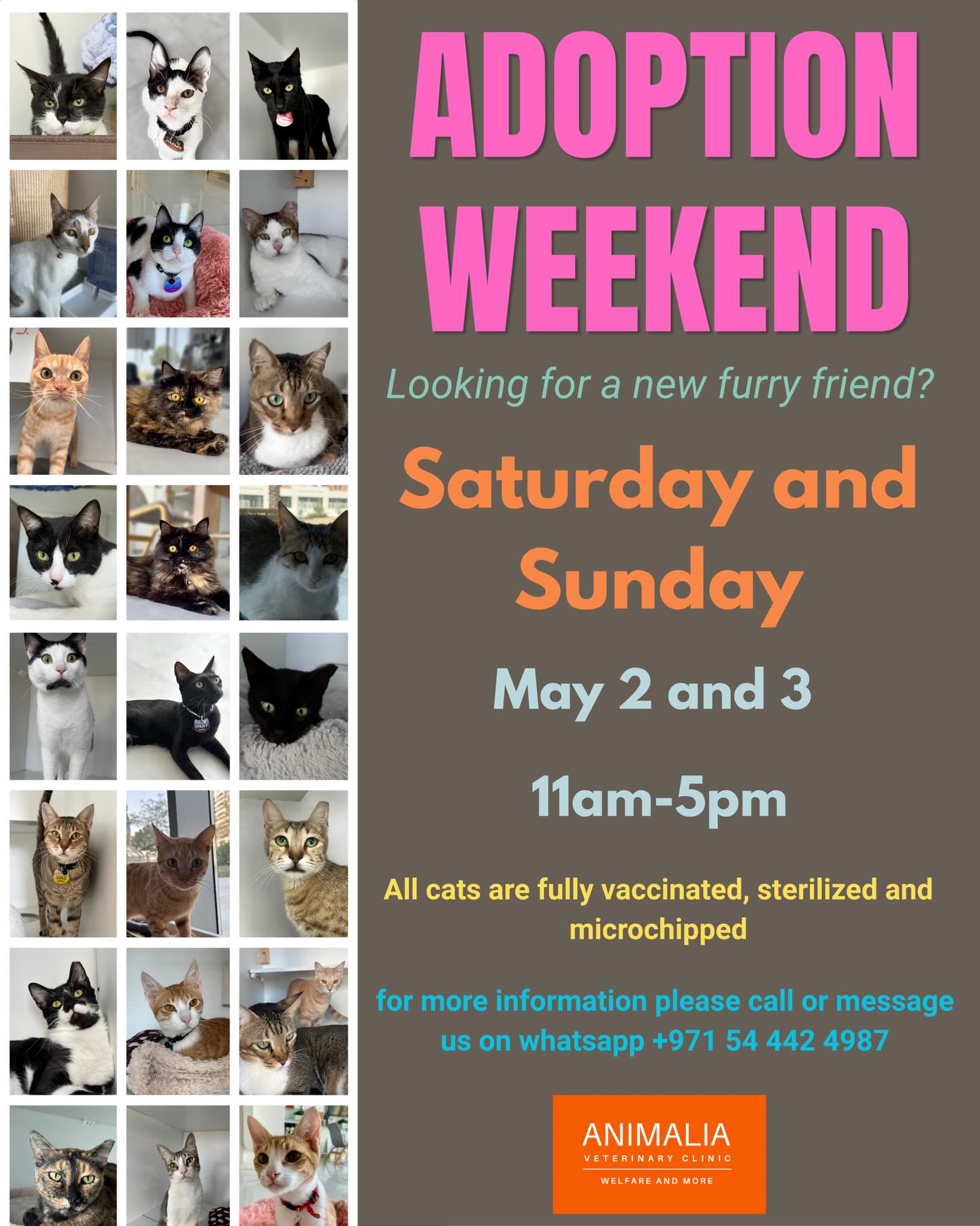 #adoptdontshop❤️ #adoptdontshop #dontleavemebehind #loveabudhabi #animalia @animaliauae