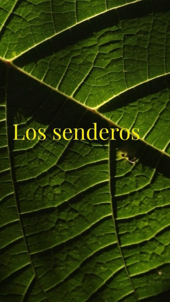 Los senderos🚶♂️🌲
Crear caminos no es una tarea fácil. Desde el inicio del sueño de Paraíso Verde, los senderos fueron una de nuestras prioridades, y la inclinación del terreno representó un reto interesante.
Gracias al conocimiento del terreno acumulado por generaciones y a la habilidad del constructor, logramos hacer posible estos hermosos senderos que ahora invitan a todos a explorar y conectarse con la naturaleza.
Cada paso que das en nuestros caminos es un homenaje a la sabiduría de quienes nos precedieron. Ven y descubre la belleza que estos senderos tienen para ofrecer. ¡La naturaleza te espera! 🌼🍃
ENG/
🌿✨ The Creation of Our Trails 🚶♂️🌲
Creating paths is not an easy task. From the very beginning of the dream for Paraíso Verde, the trails were one of our top priorities, and the slope of the land posed an interesting challenge.
Thanks to the knowledge of the terrain accumulated over generations and the skill of our builder, we were able to make these beautiful trails a reality, inviting everyone to explore and connect with nature.
Every step you take on our paths is a tribute to the wisdom of those who came before us. Come and discover the beauty that these trails have to offer. Nature is waiting for you! 🌼🍃
#Senderos #ParaísoVerde #ConexiónConLaNaturaleza #EcoTurismo #globalbigday