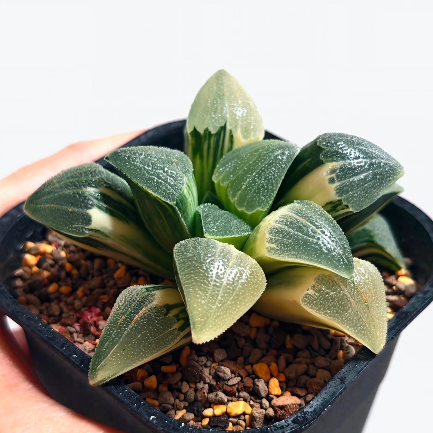 Haworthia Pygmaea Hybrid Variegated
#haworthiapygmaea #variegatedplants #haworthiasingapore #haworthiacollection