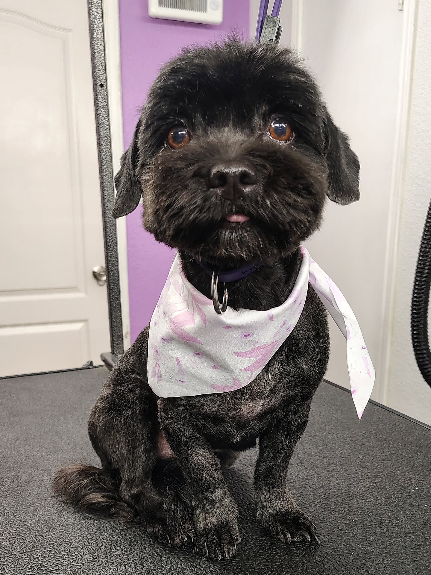 Sweet little Koda is an anxious shih tzu mix who recently came in for her spa day and fresh spring haircut 🌸✨ Keeping her coat shorter helps her stay cool, clean, and comfortable while gentle care helps her feel safe.
#shihtzumix #fearfreegrooming #luxurydoggrooming #sanmarcostx #springgrooming