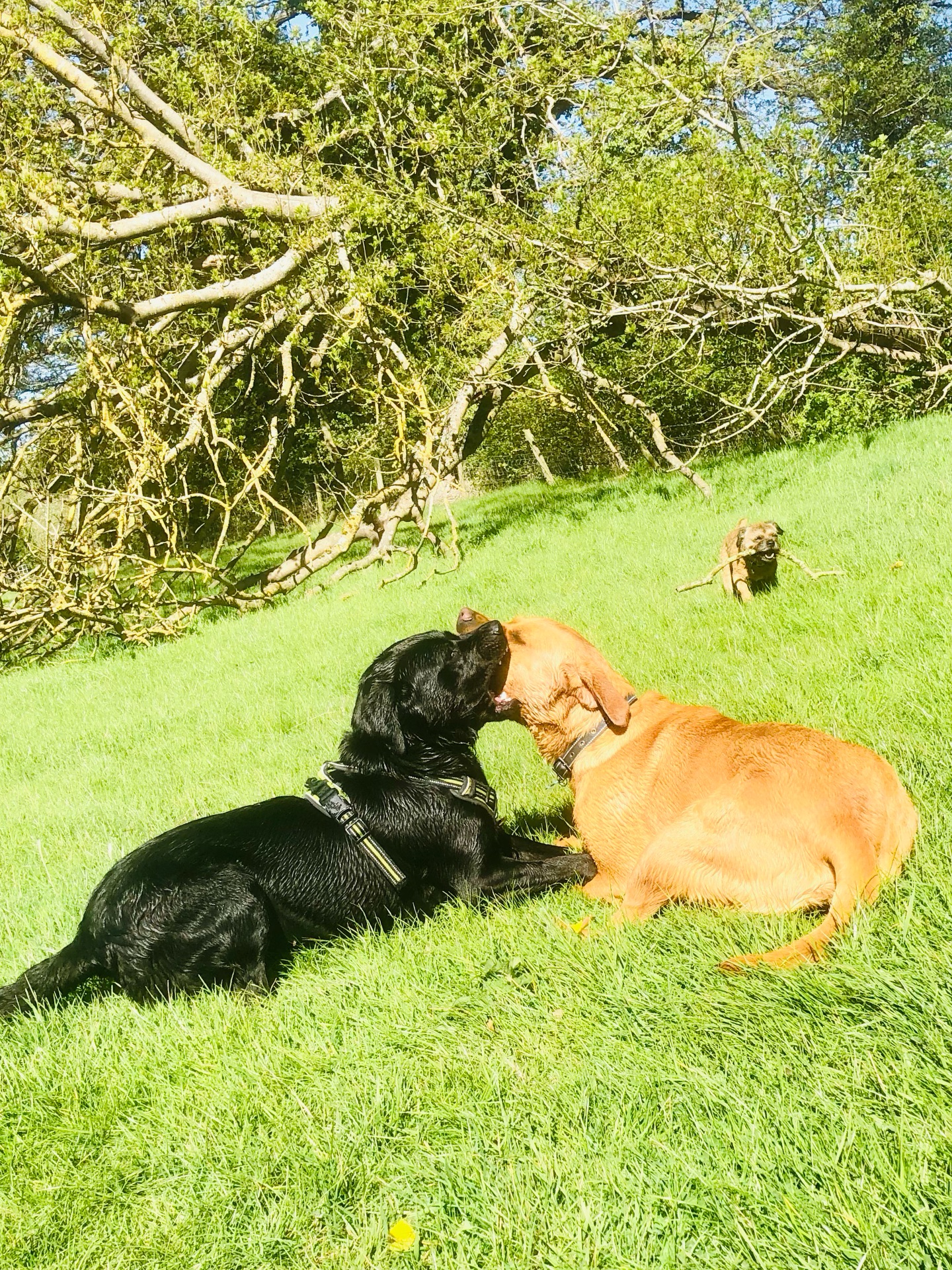😍🐾
If your dog would like to have a walk with us then contact us at www.ardendogwalking.co.uk and check out our half-day experience.
#ullenhall #tanworthinarden #hockleyheath #henleyinarden #dog