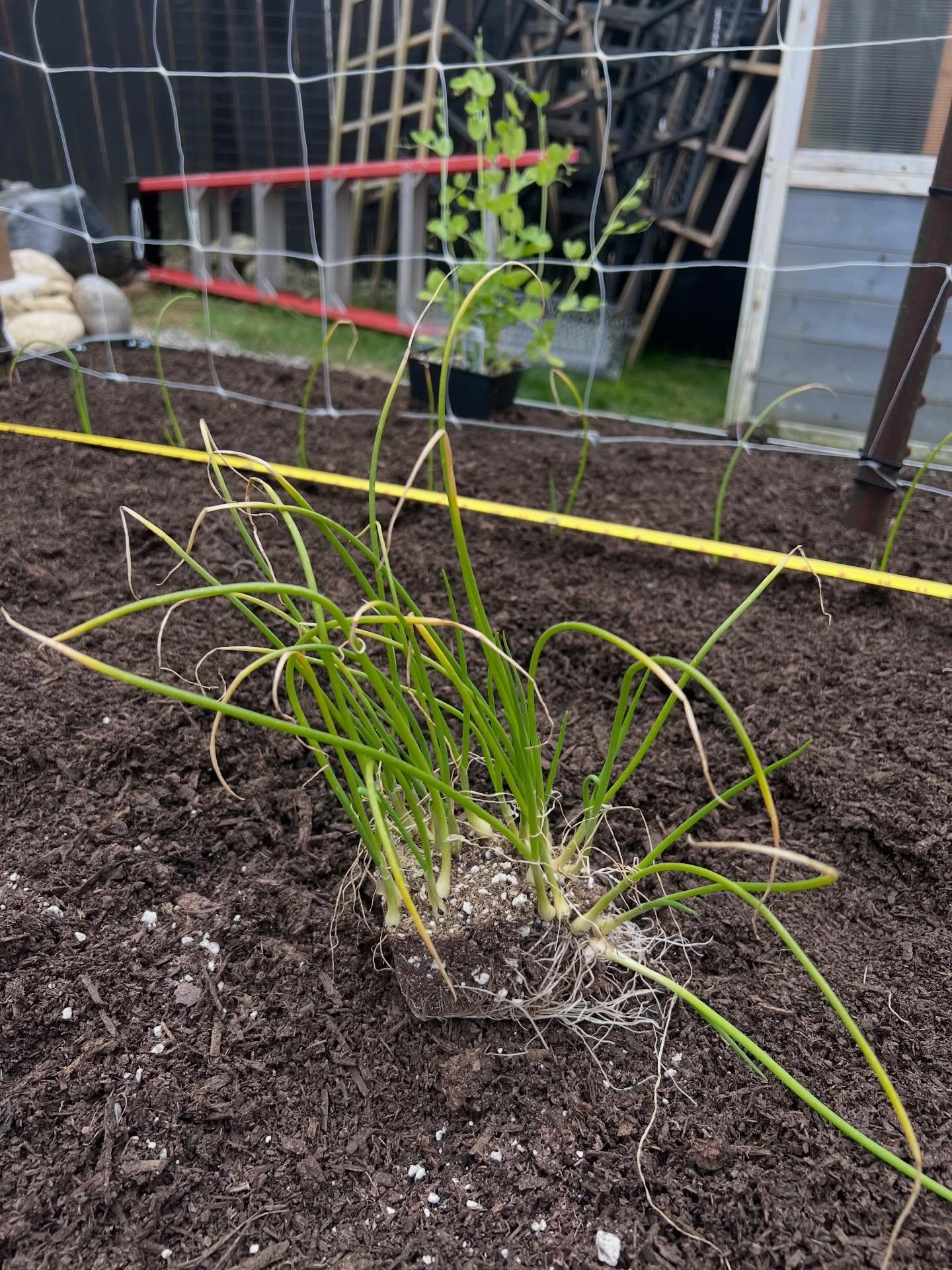 This year’s goal: grow enough onions to last us until next season 🧅
First round going in are Walla Walla starts from @rainierfreshcountrystore
I’ve also got our favorite, Yellow of Parma, started from seed in the greenhouse (from @bakercreekseeds) for a second succession later this summer!
Store-bought onions just don’t compare. 🥴